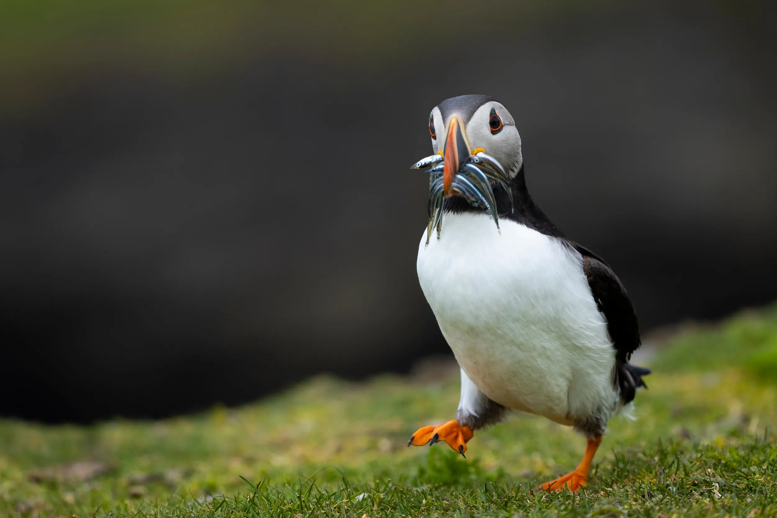 A Puffin stood on the ground with a beak full of sandeels. 
