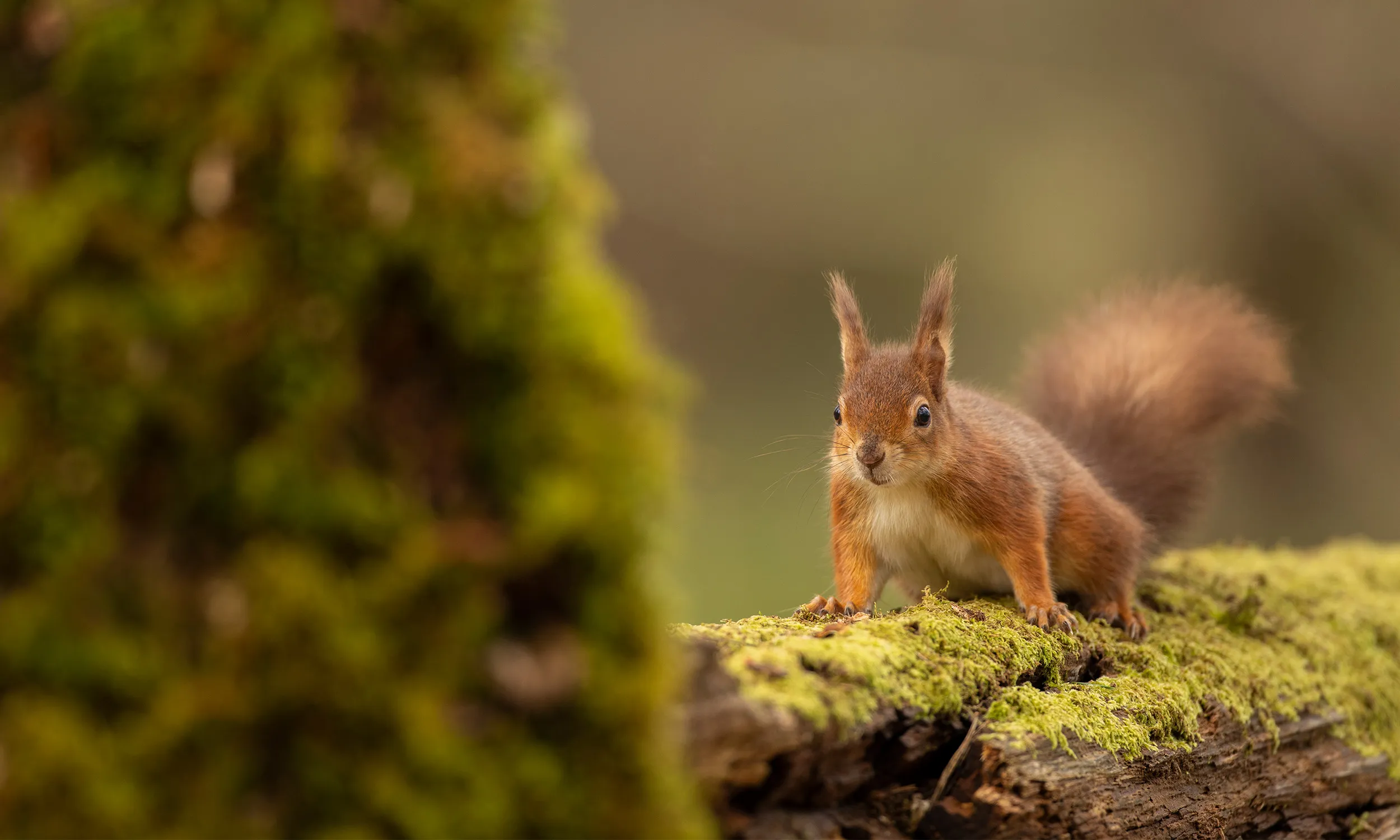 A Red Squirrel standing on a moss covered log.