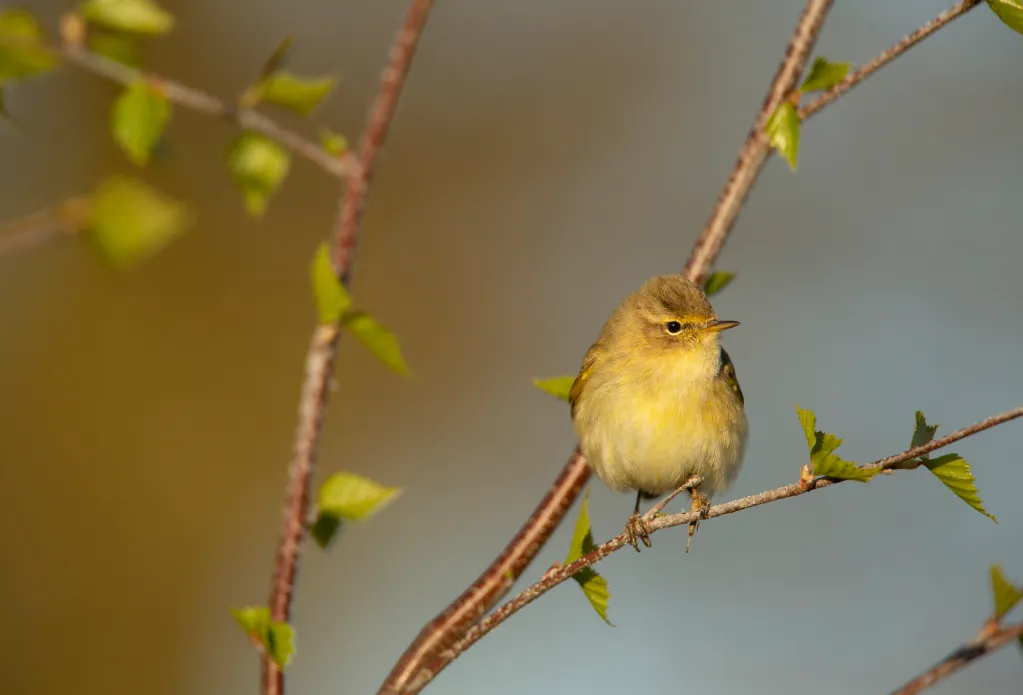 A Chiffchaff is perched on a branch.