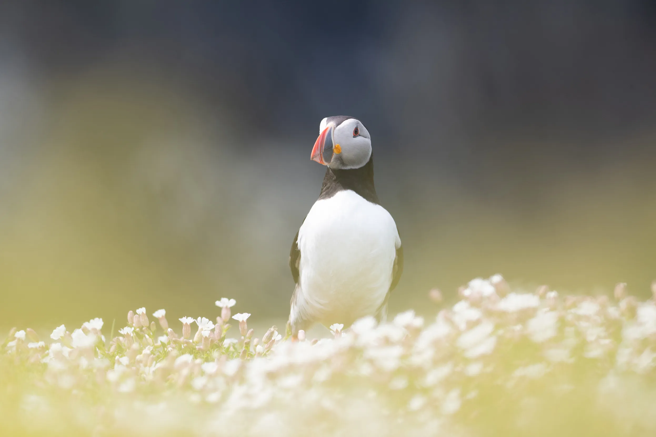 A Puffin stood proudly on a field of white flowers.