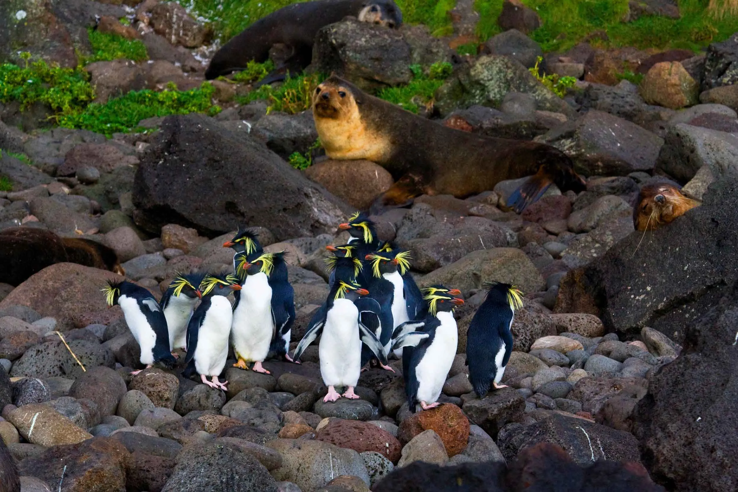 A group of Northern Rockhopper Penguins perched together on rocks whilst seals lay in the back.