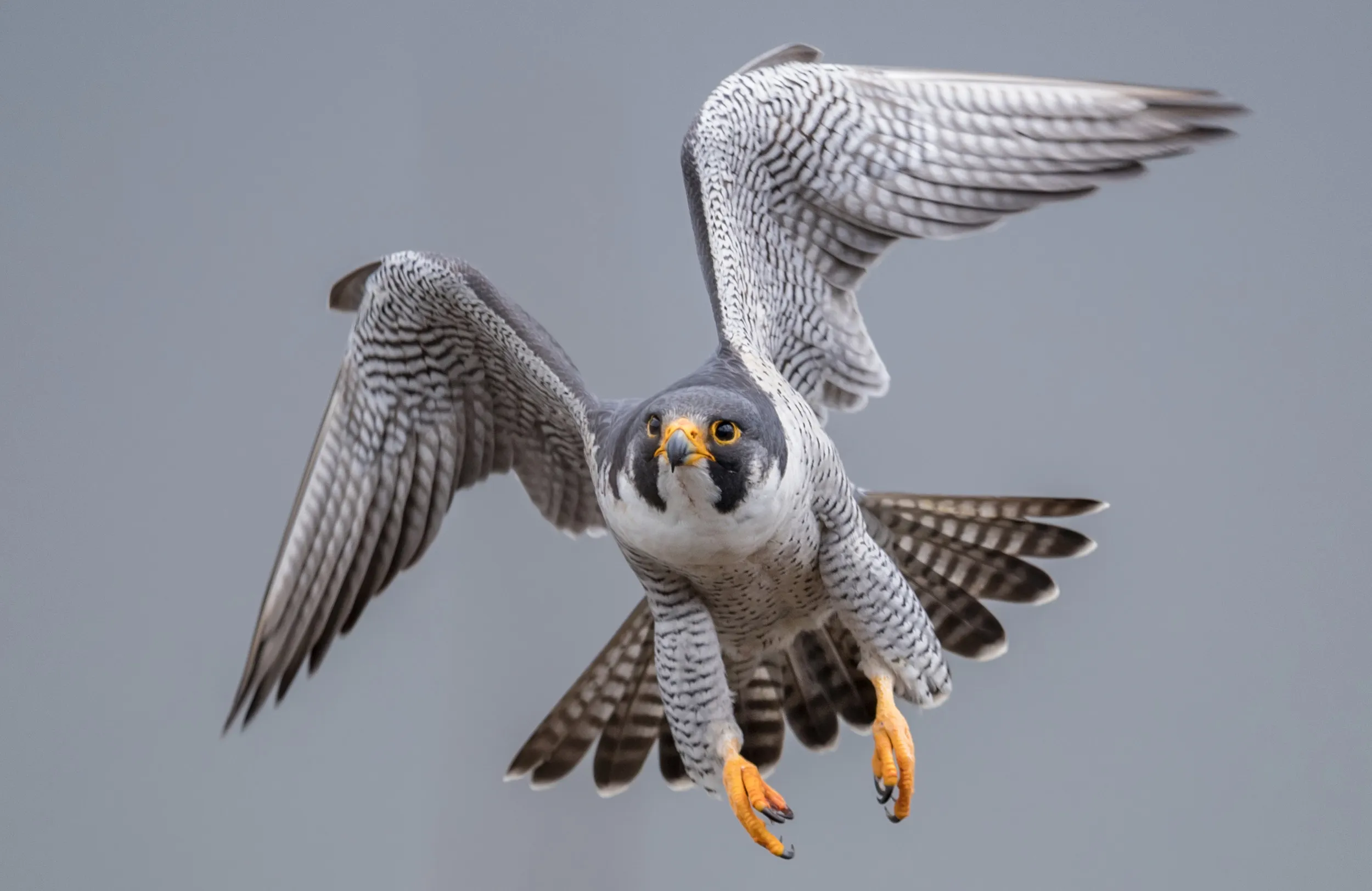 Peregrine Falcon flying with wings bent and feet down ready to land.