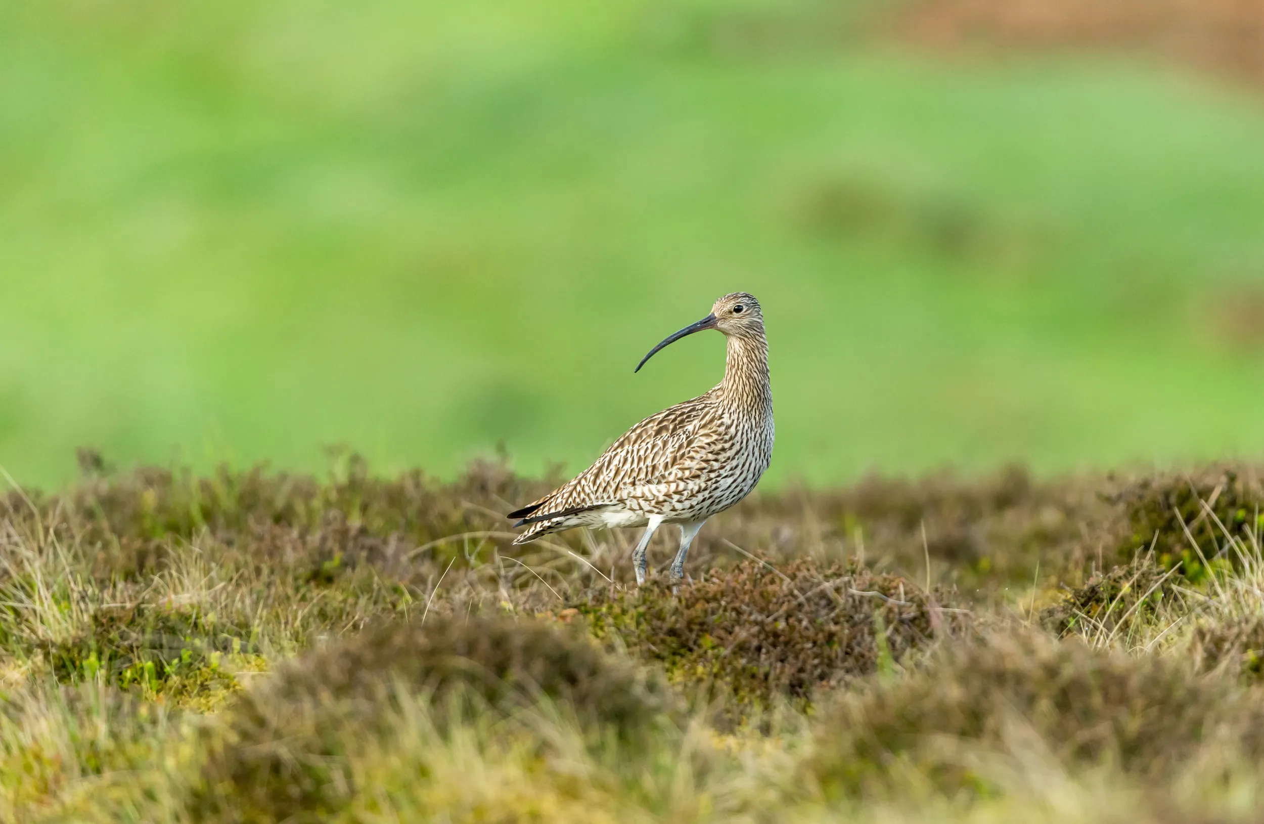 A lone Curlew looking to the side stood in a meadow.