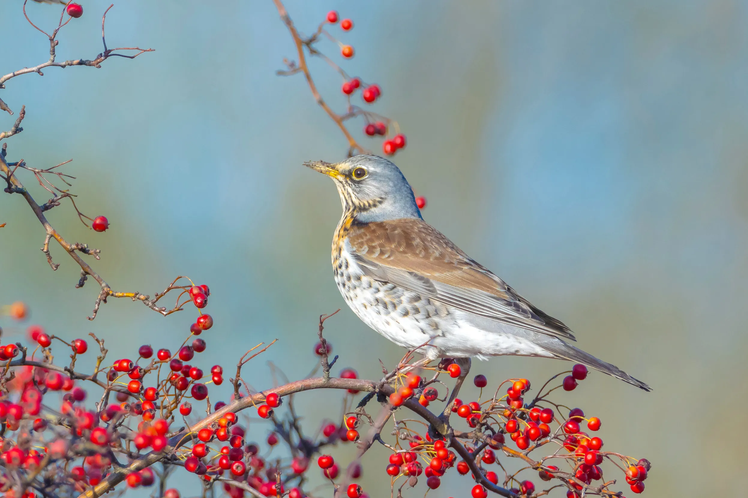 A lone Fieldfare perched on Hawthorn eating red berries. 