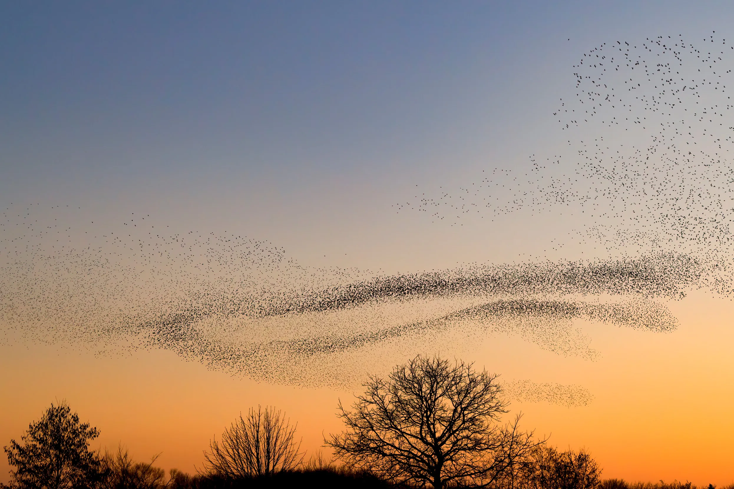 A Starling murmuration flying overhead in a sunset sky.
