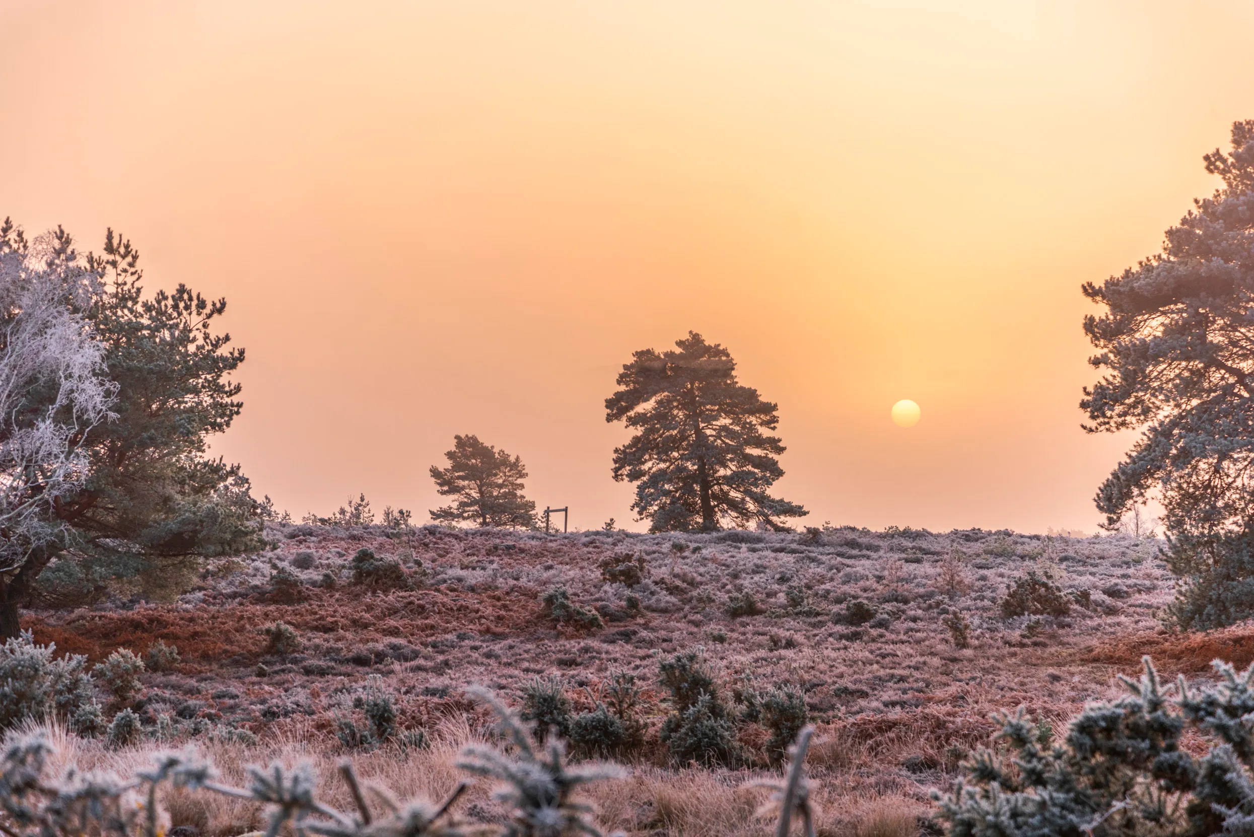A view across frosty bracken at sunrise.