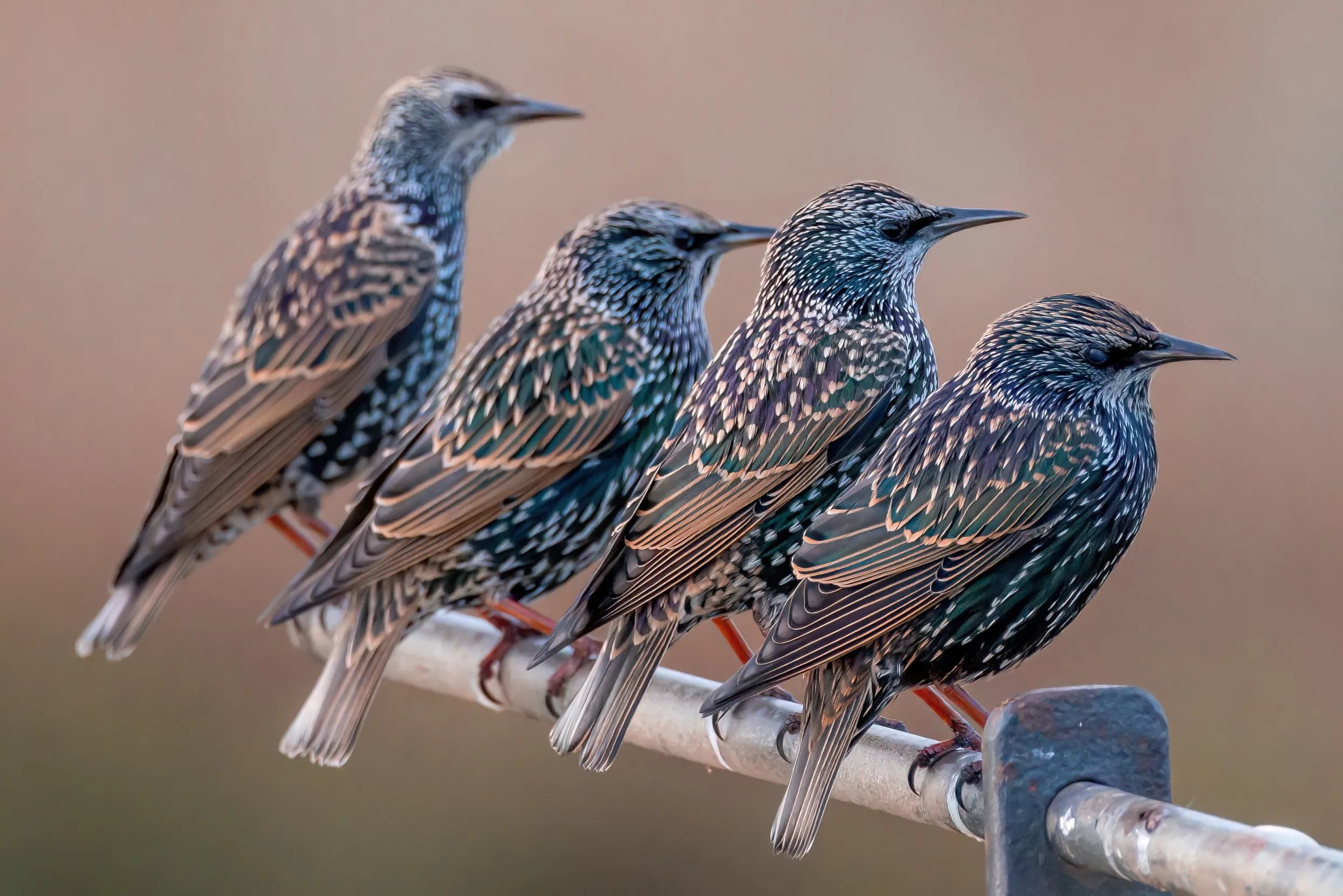 A group of Starlings stood on a metal pole.