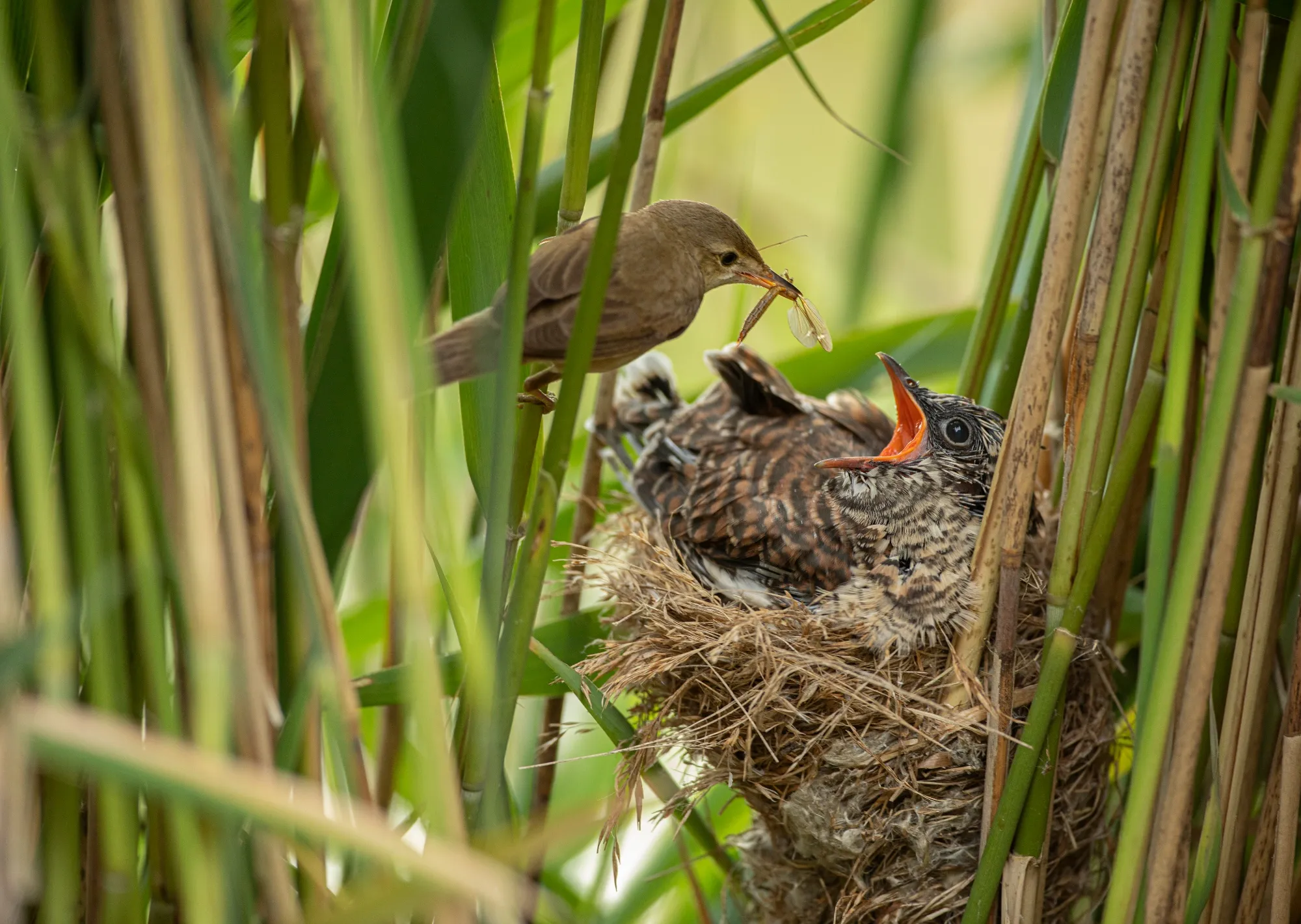 A young Cuckoo in a Reed Warbler’s nest, being fed by an adult Reed Warbler