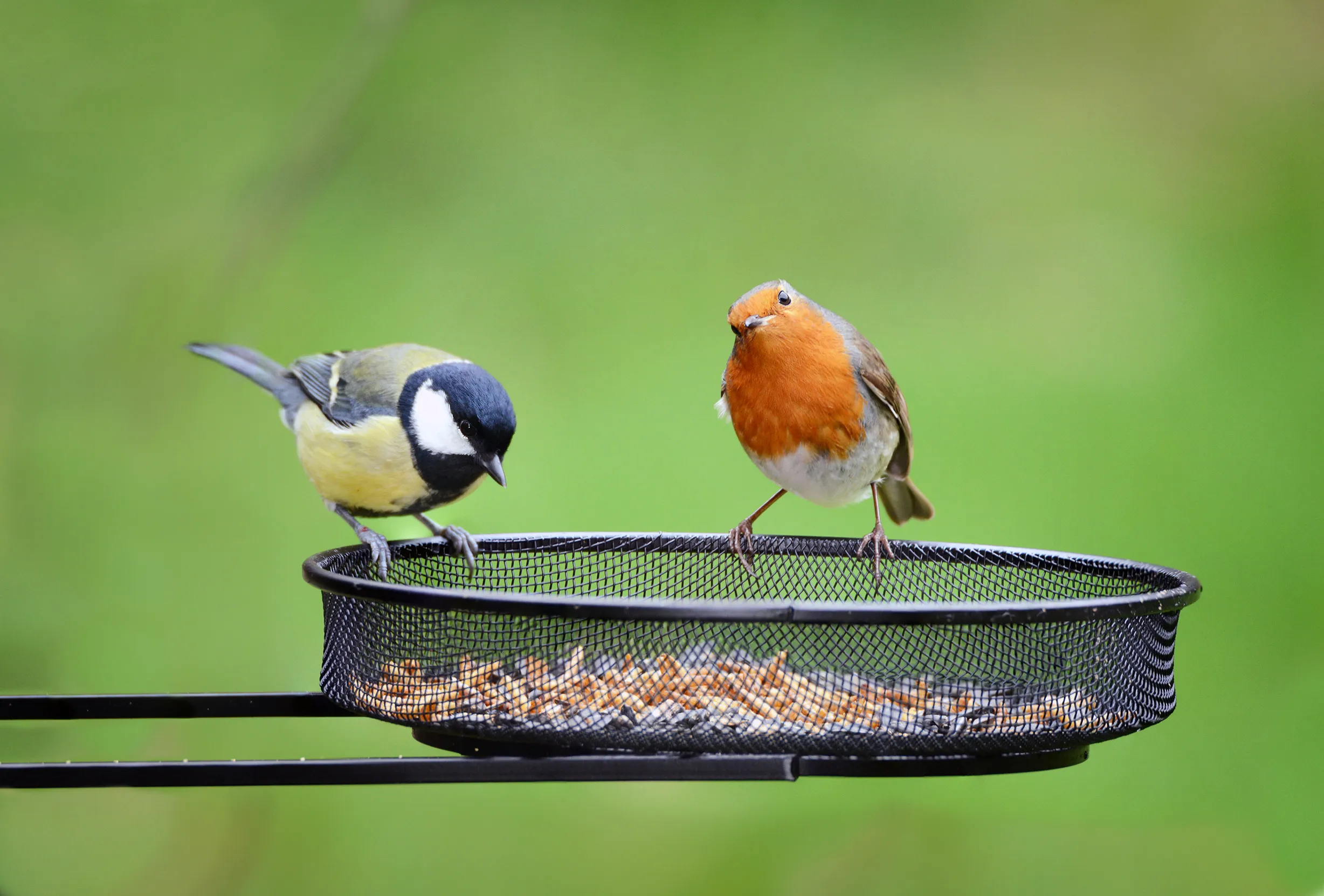 A Great Tit and a Robin perched on a domestic bird feeder together. 