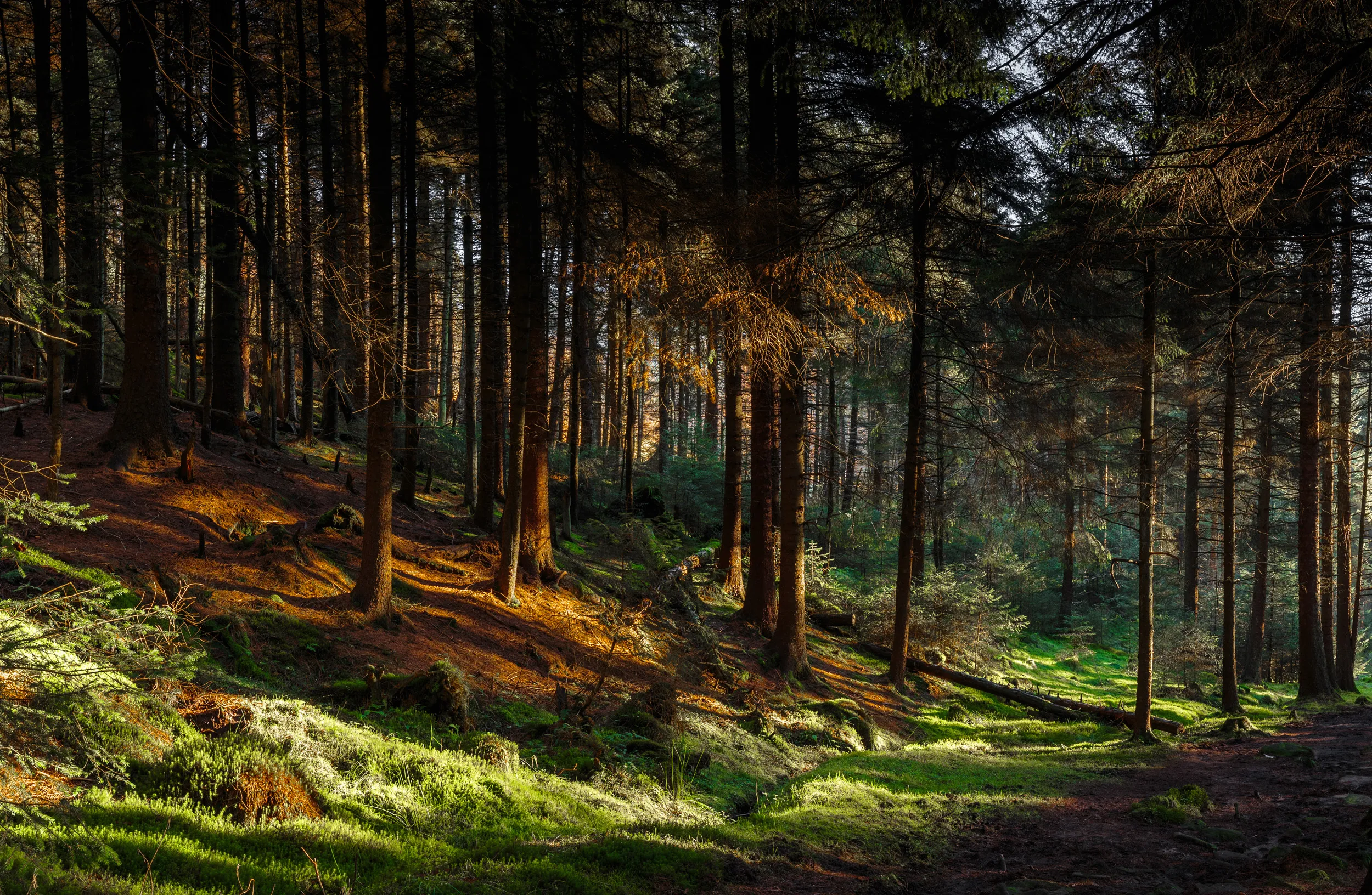 Dense woodland in low sun with tall, thin trees casting long shadows along the forest floor.