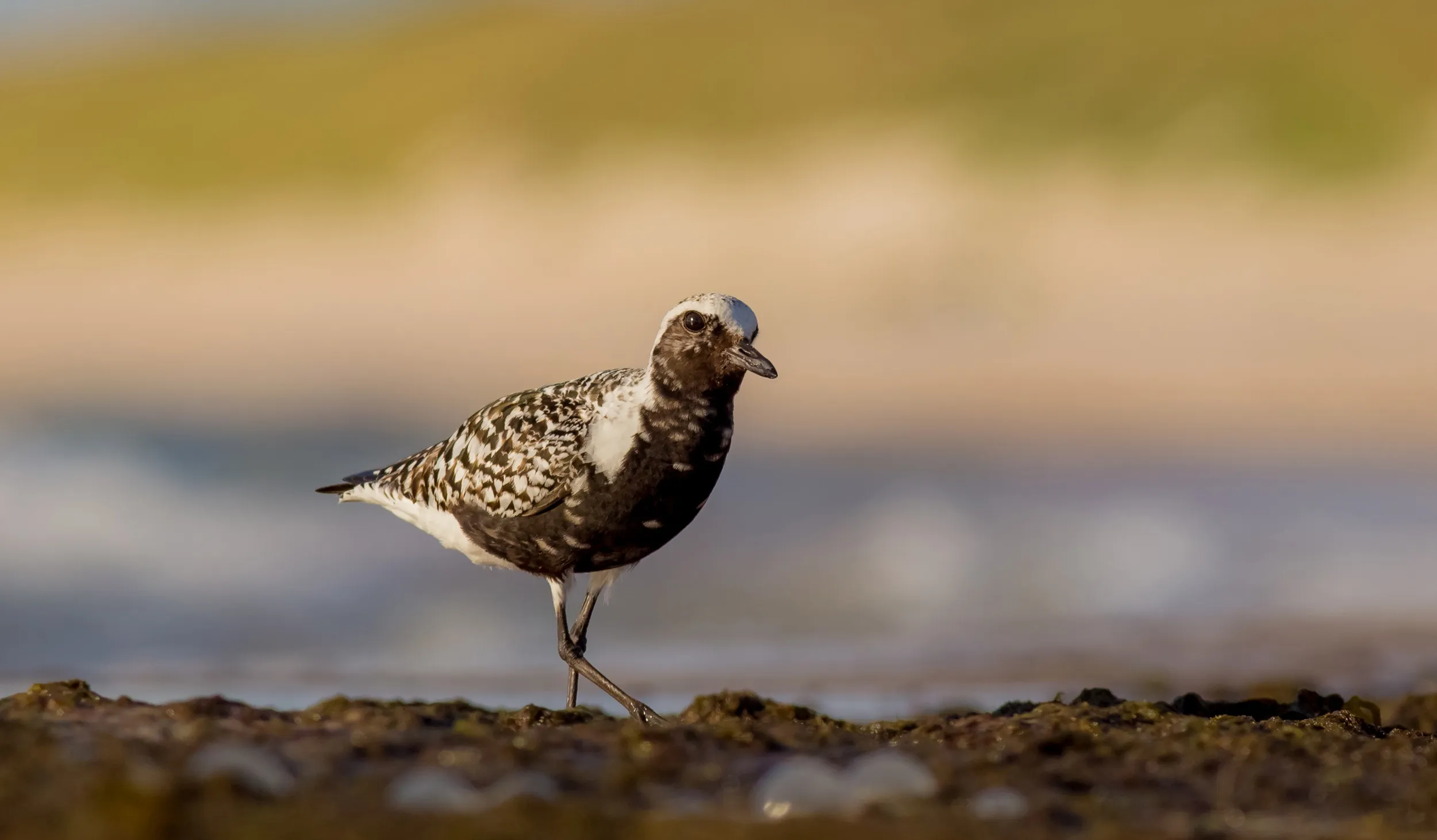 Grey Plover with summer plumage, walking on a rocky section of beach