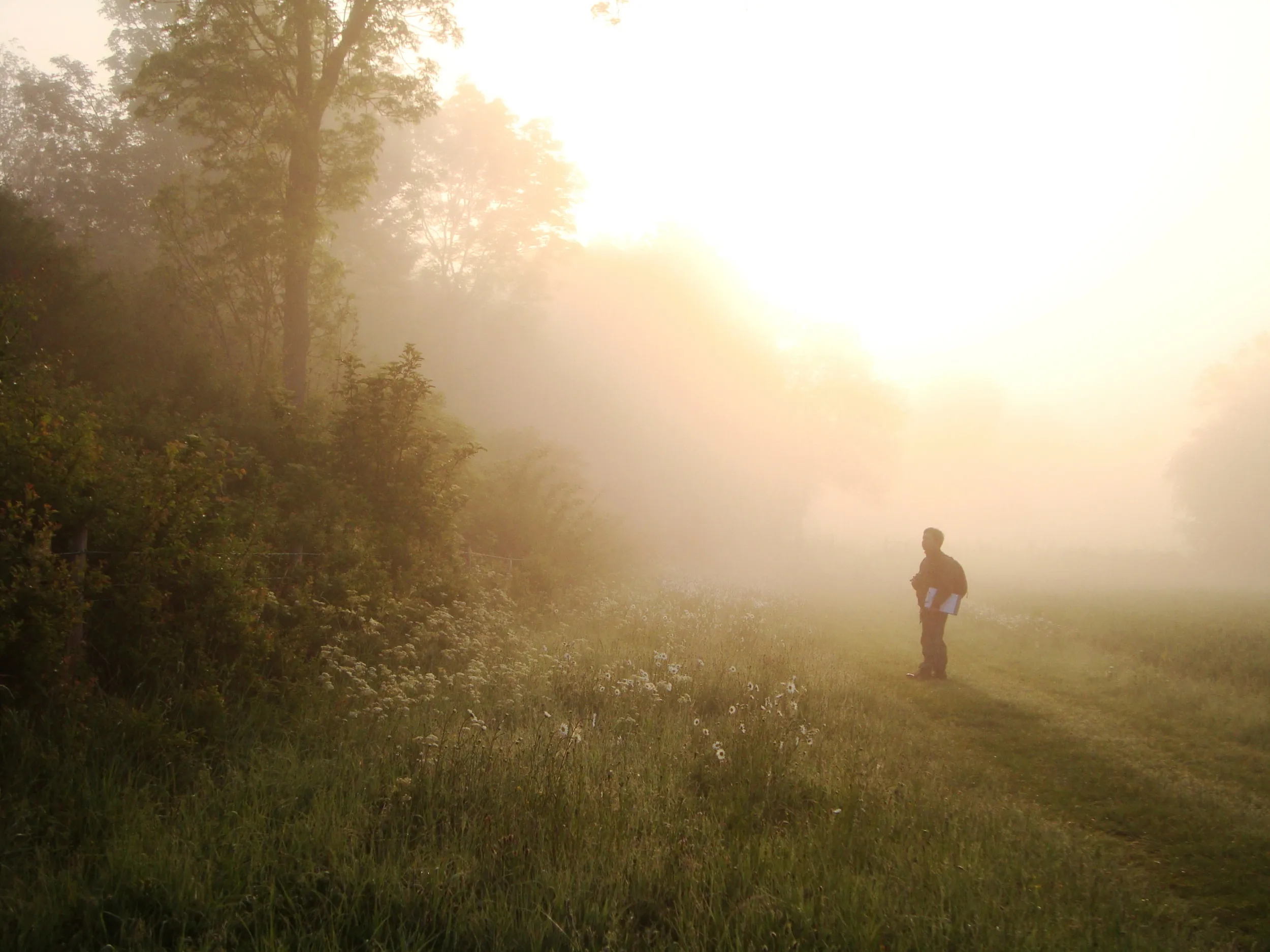 A person walking near trees on a misty dawn morning. 