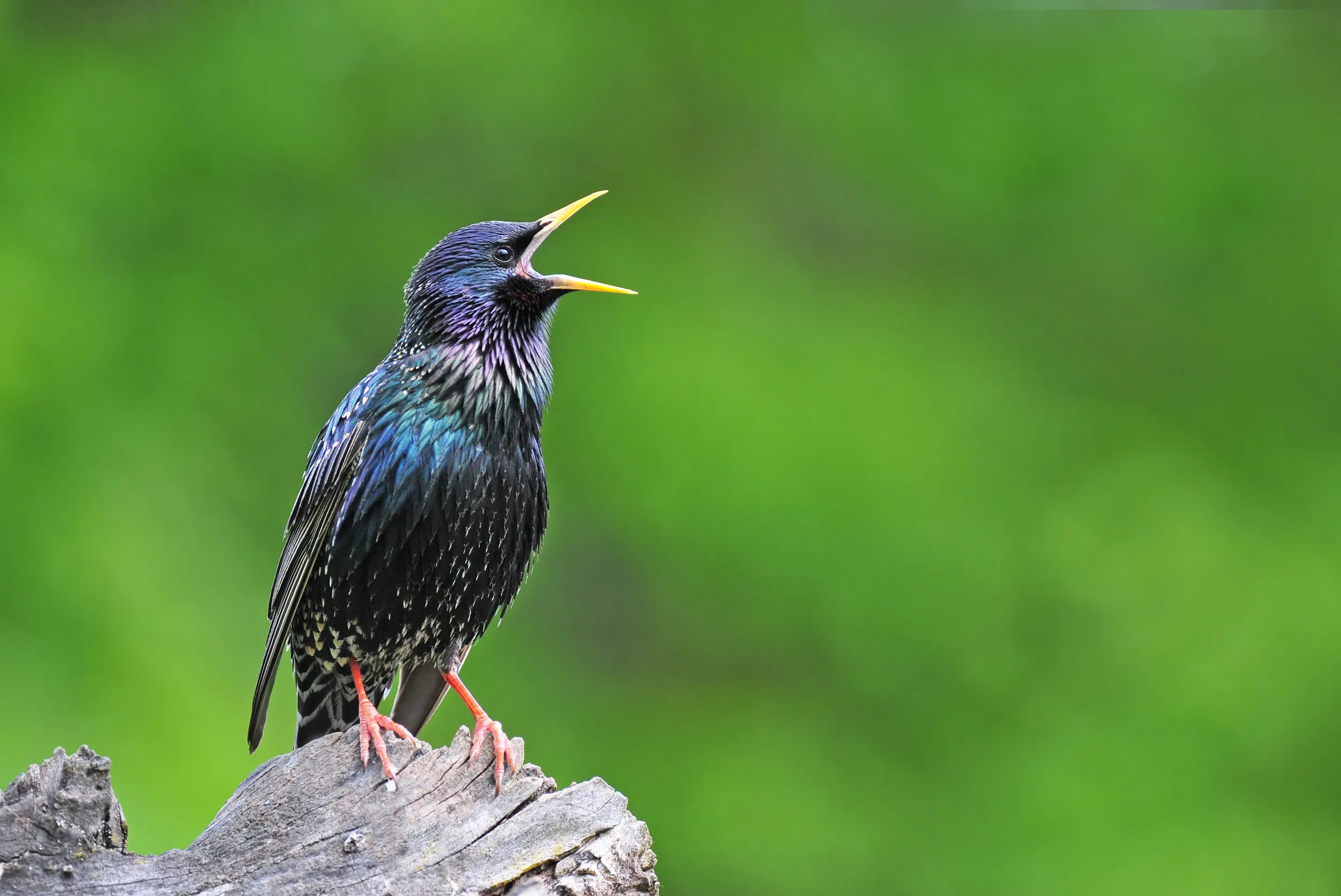 A Starling perched on a log singing.