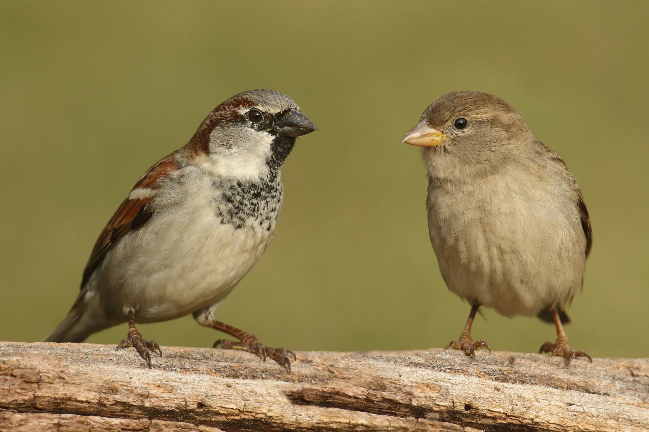 A male and female House Sparrow perched together on a branch.