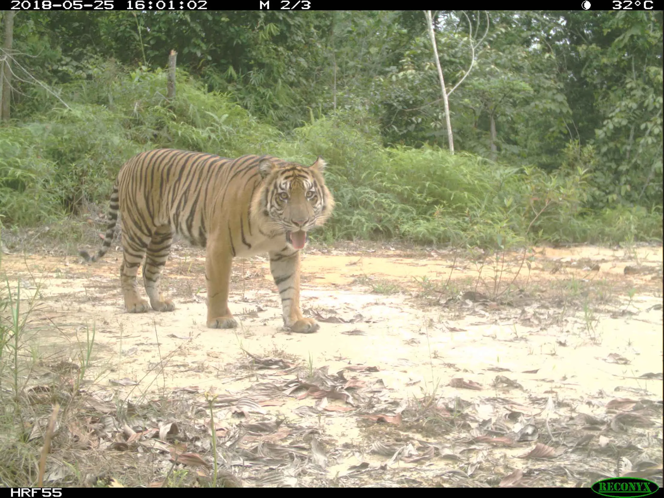 A Tiger walking through a clearing in the Harapan Rainforest.