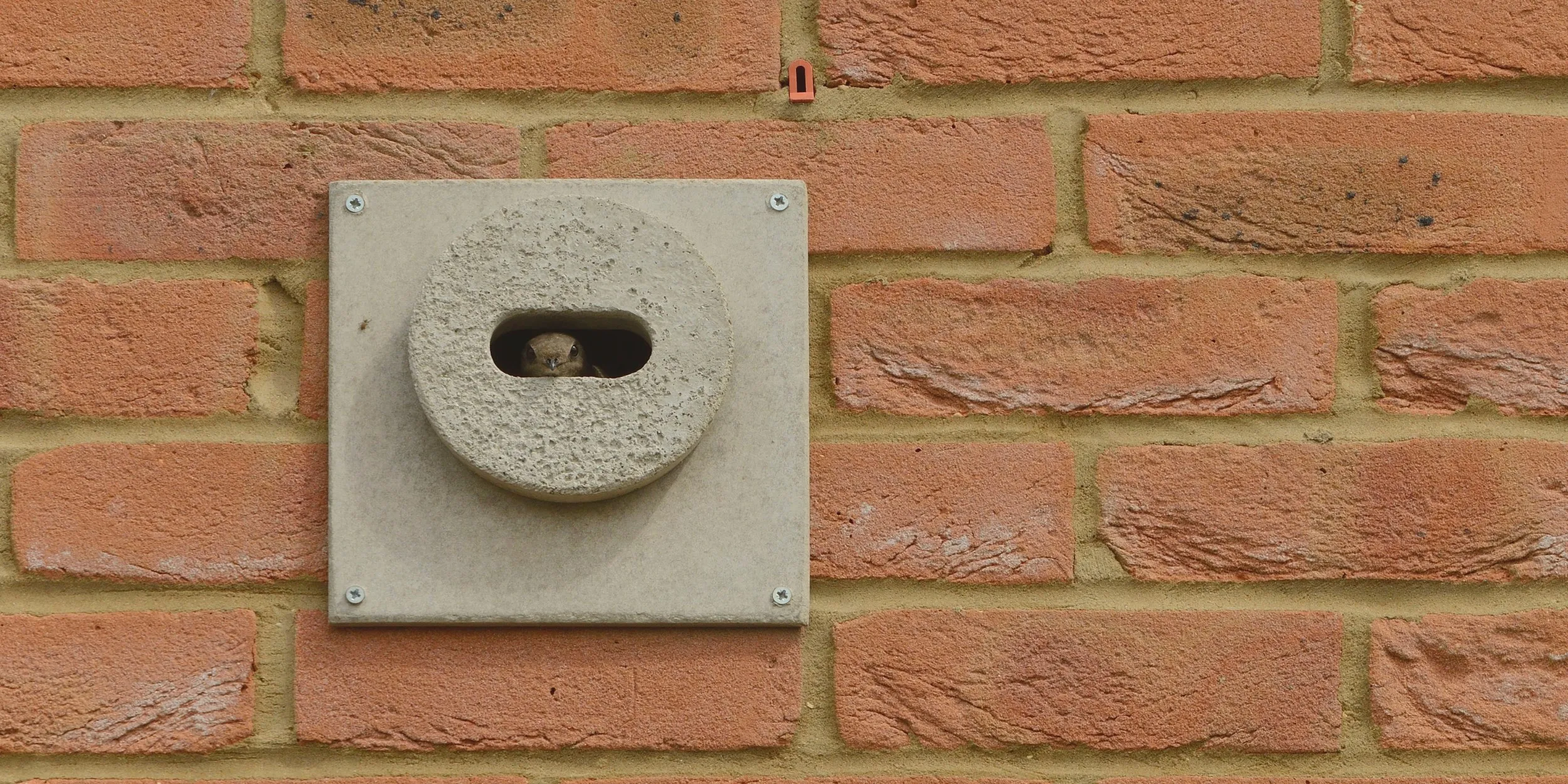 A Swift peeking out from a specially created Swift nesting brick.