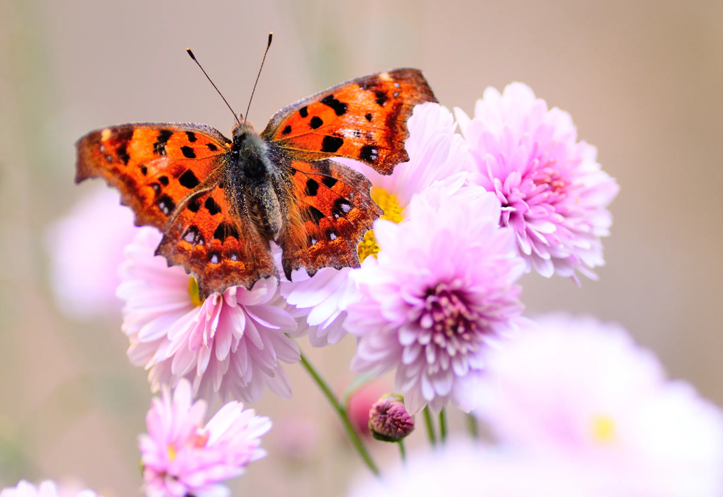 A Comma Butterfly resting on a pink flower.