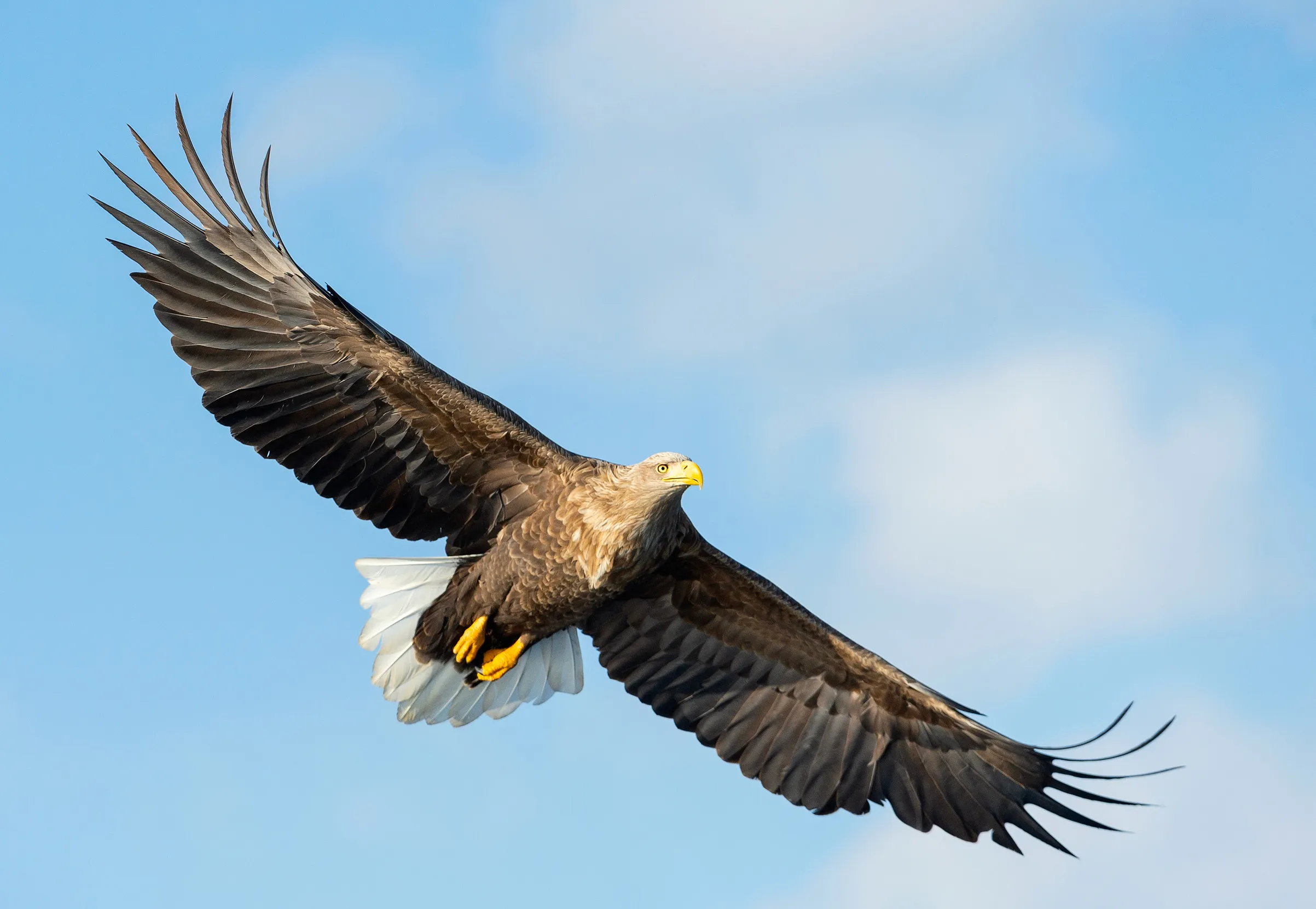 Adult White-tailed Eagle in flight with a blue sky background.