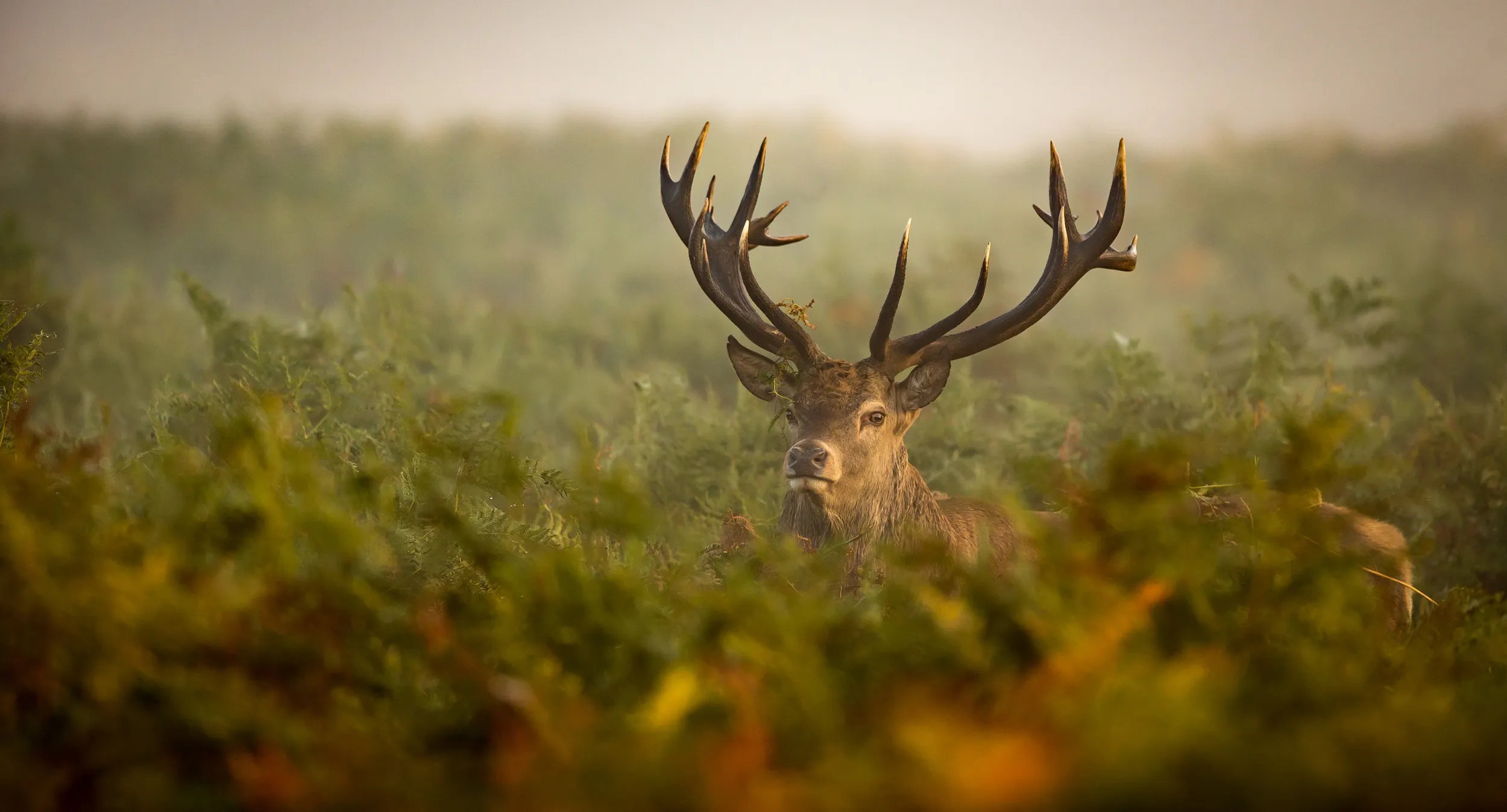 A Red Deer poking its head out of brachen on a misty day. 
