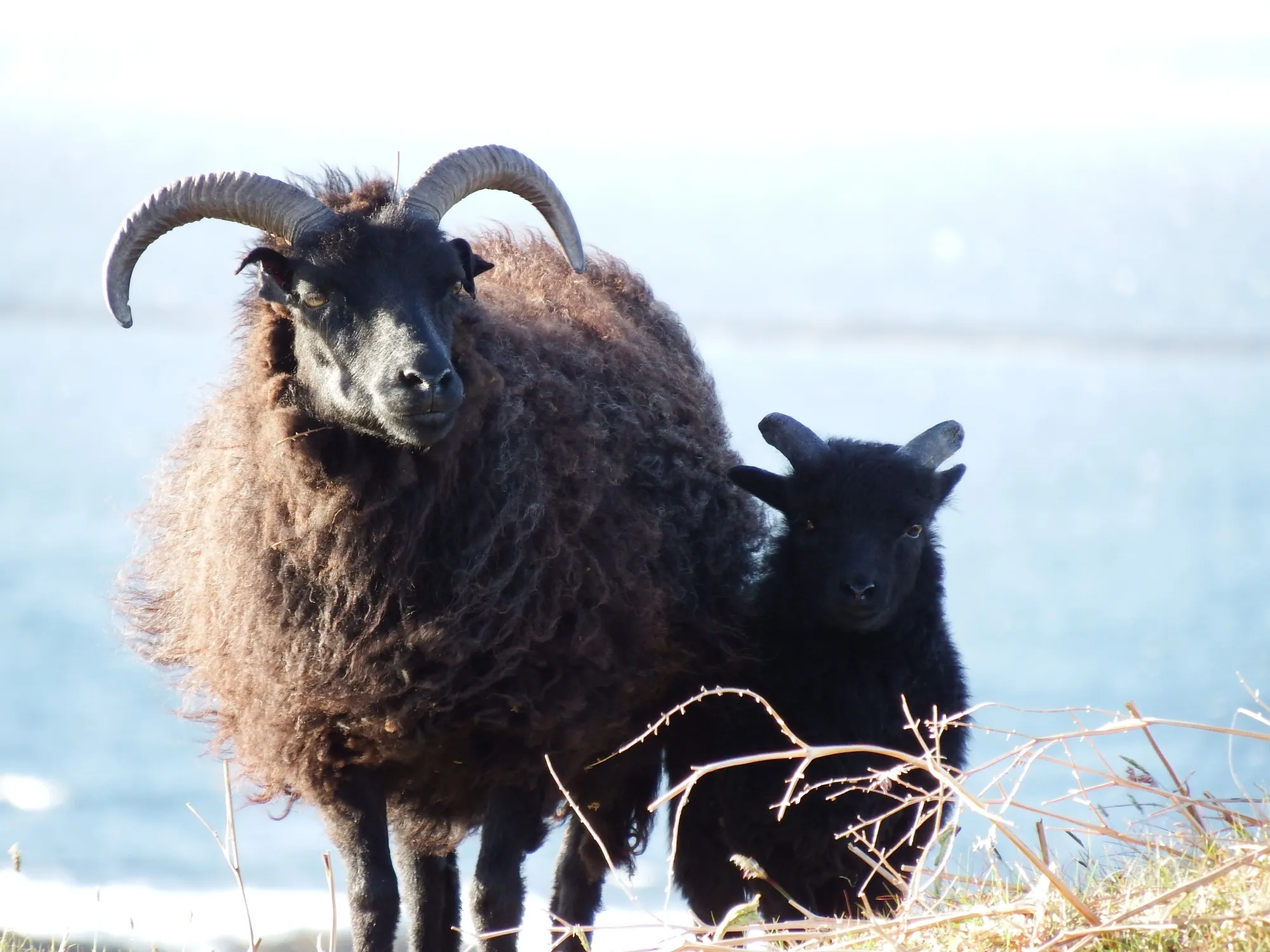 Hebridean sheep on Oronsay