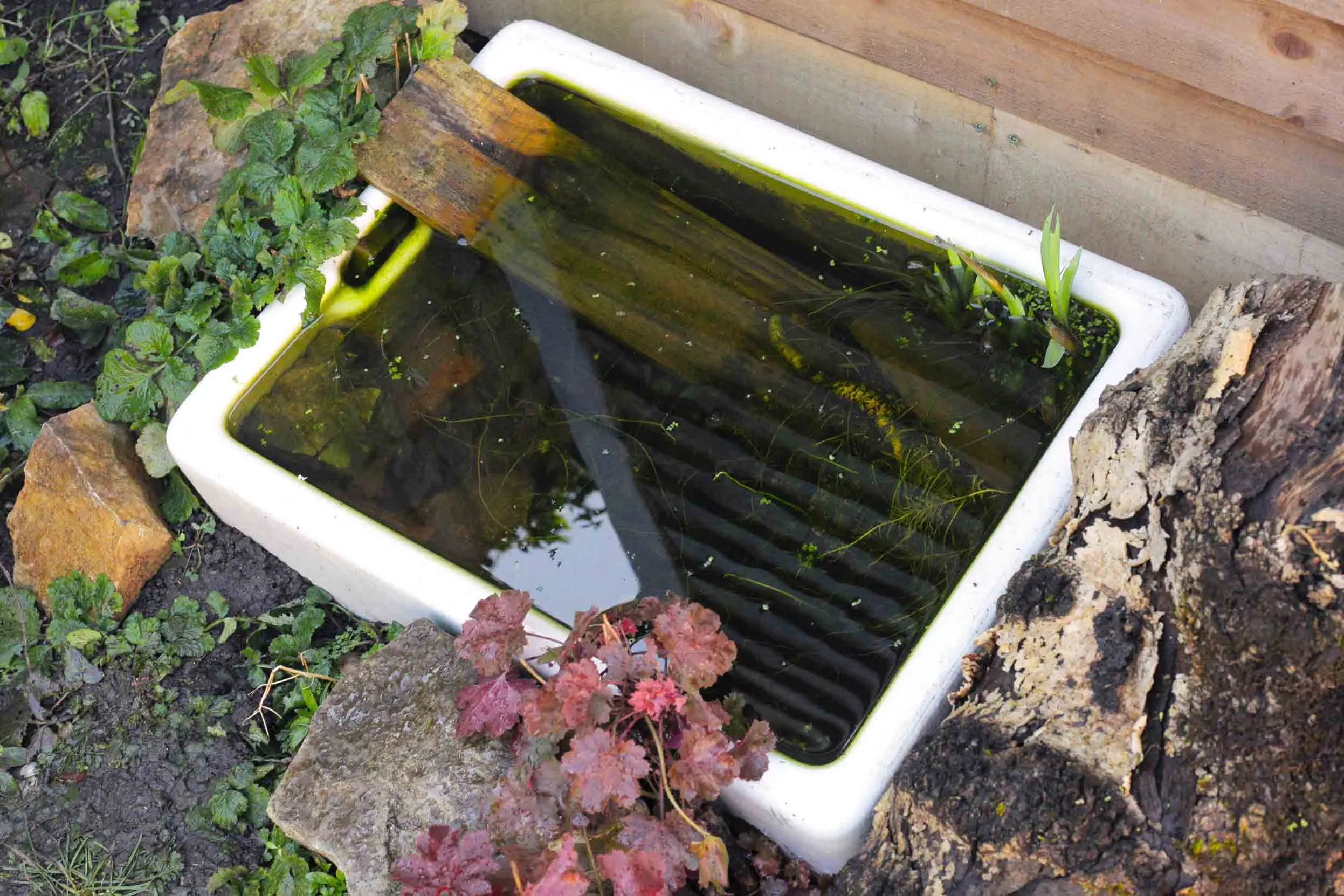 A sink basin that has been placed outside, filled with water and turned into a mini pond.