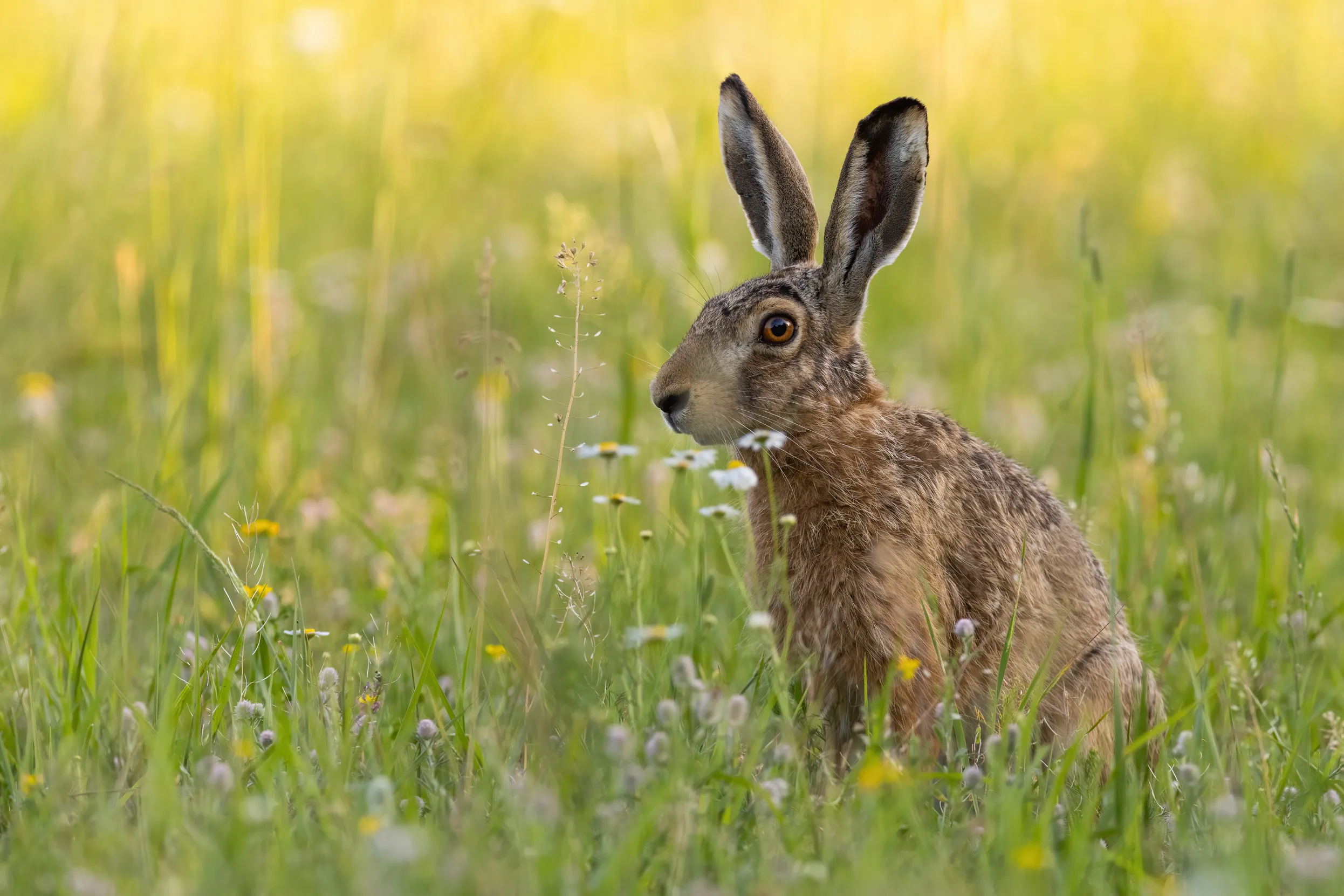 A Brown Hare in a meadow of green grass and yellow flowers.