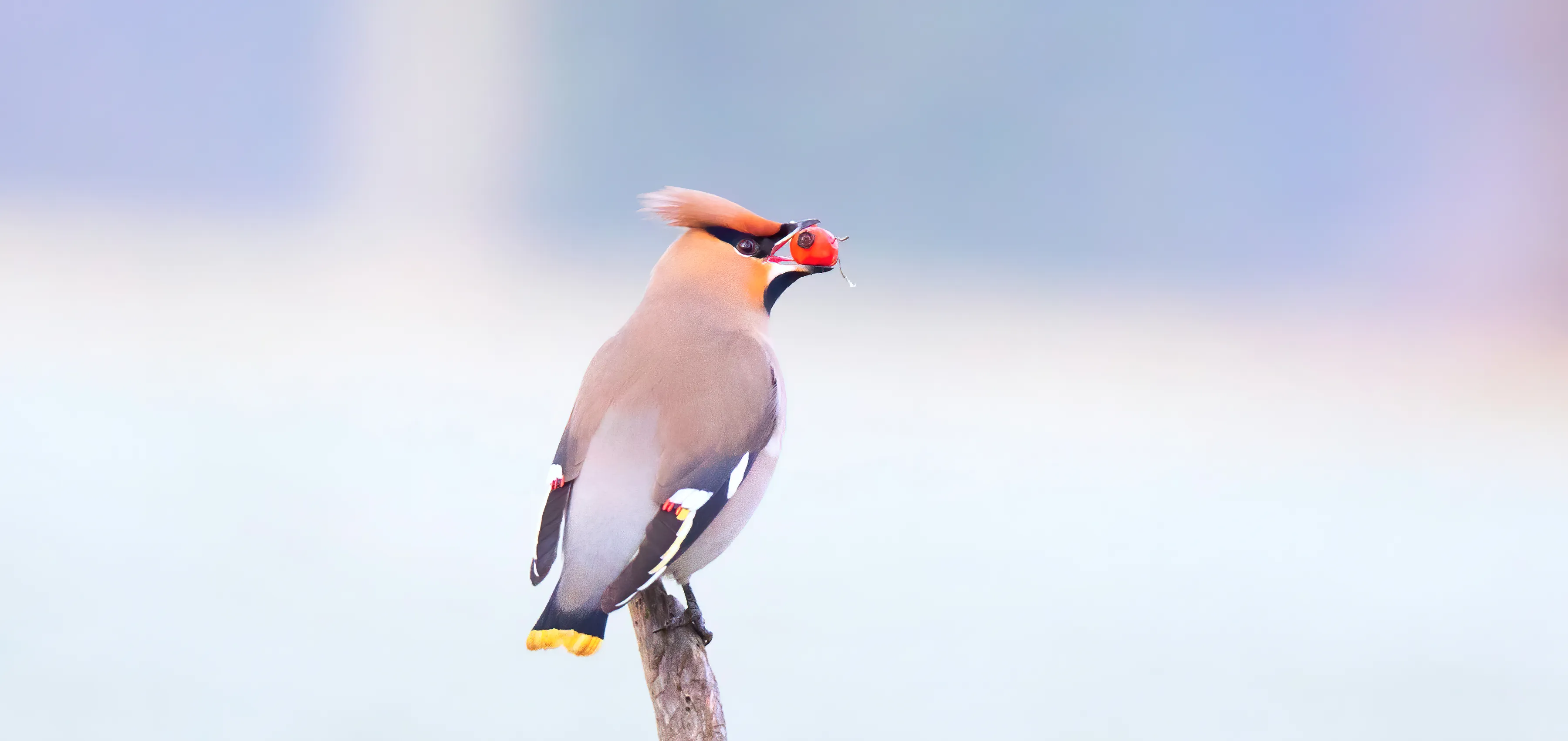 A Waxwing perched on branch with a red berry in their beak with a snowy background.