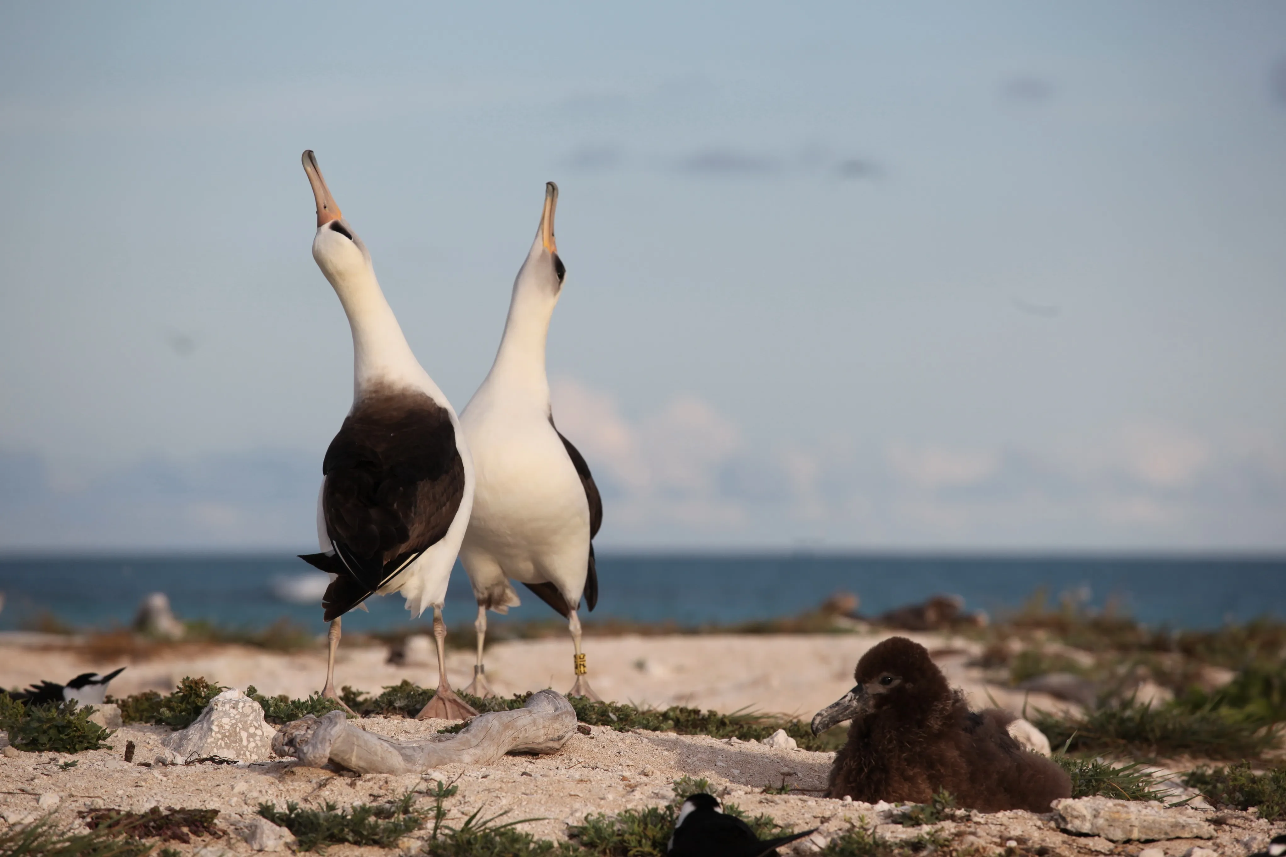 A pair of courting Laysan Albatrosses by the sea in Hawaii.