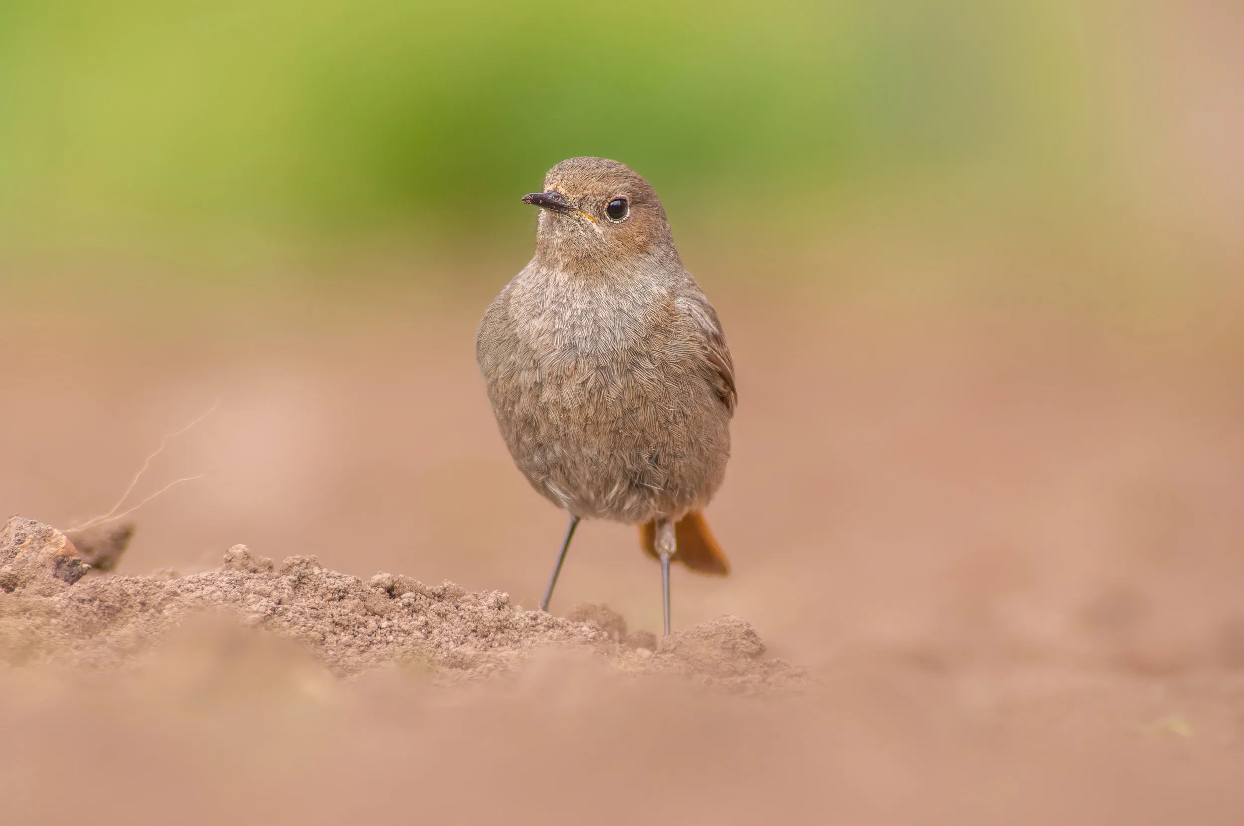 A female Redstart stood on a dusty mud floor.