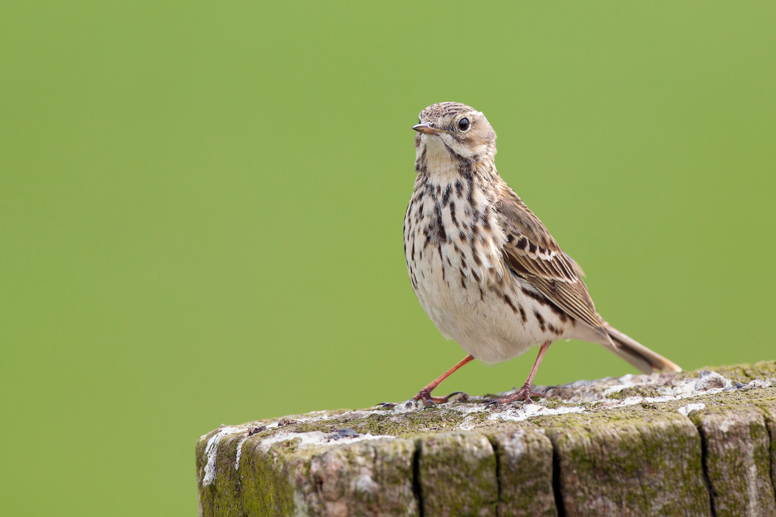 A Meadow Pipit perched on a wooden fence post against a leafy green background.
