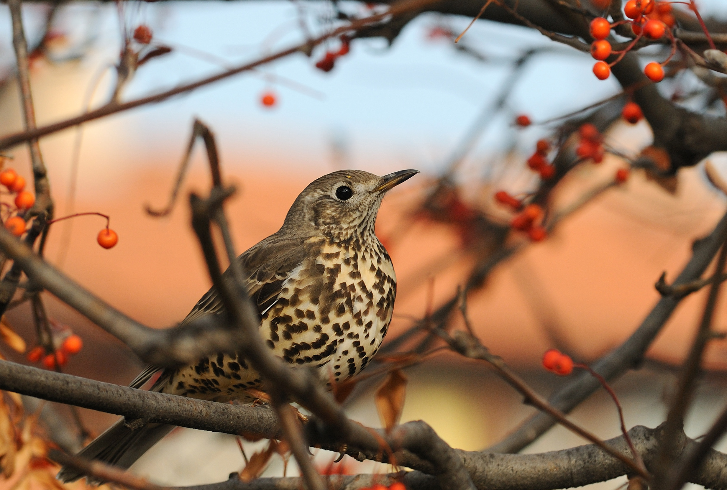 A side view of a Mistle Thrush perched in a tree surrounded by orange berries.