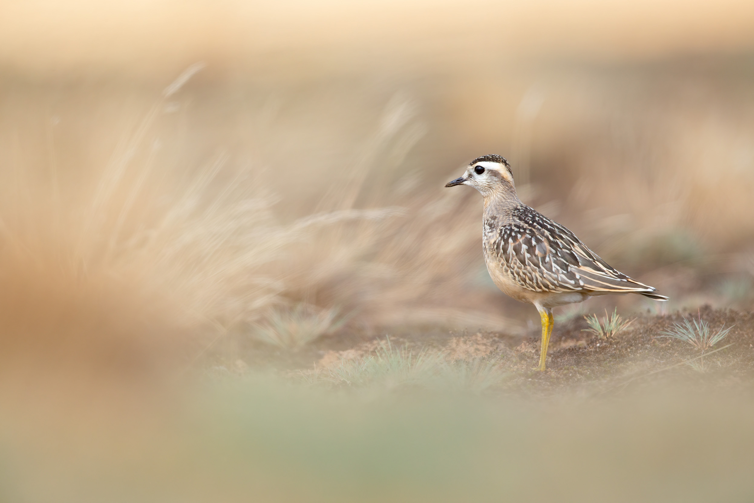 A juvenile Dotterel stood in grassland.