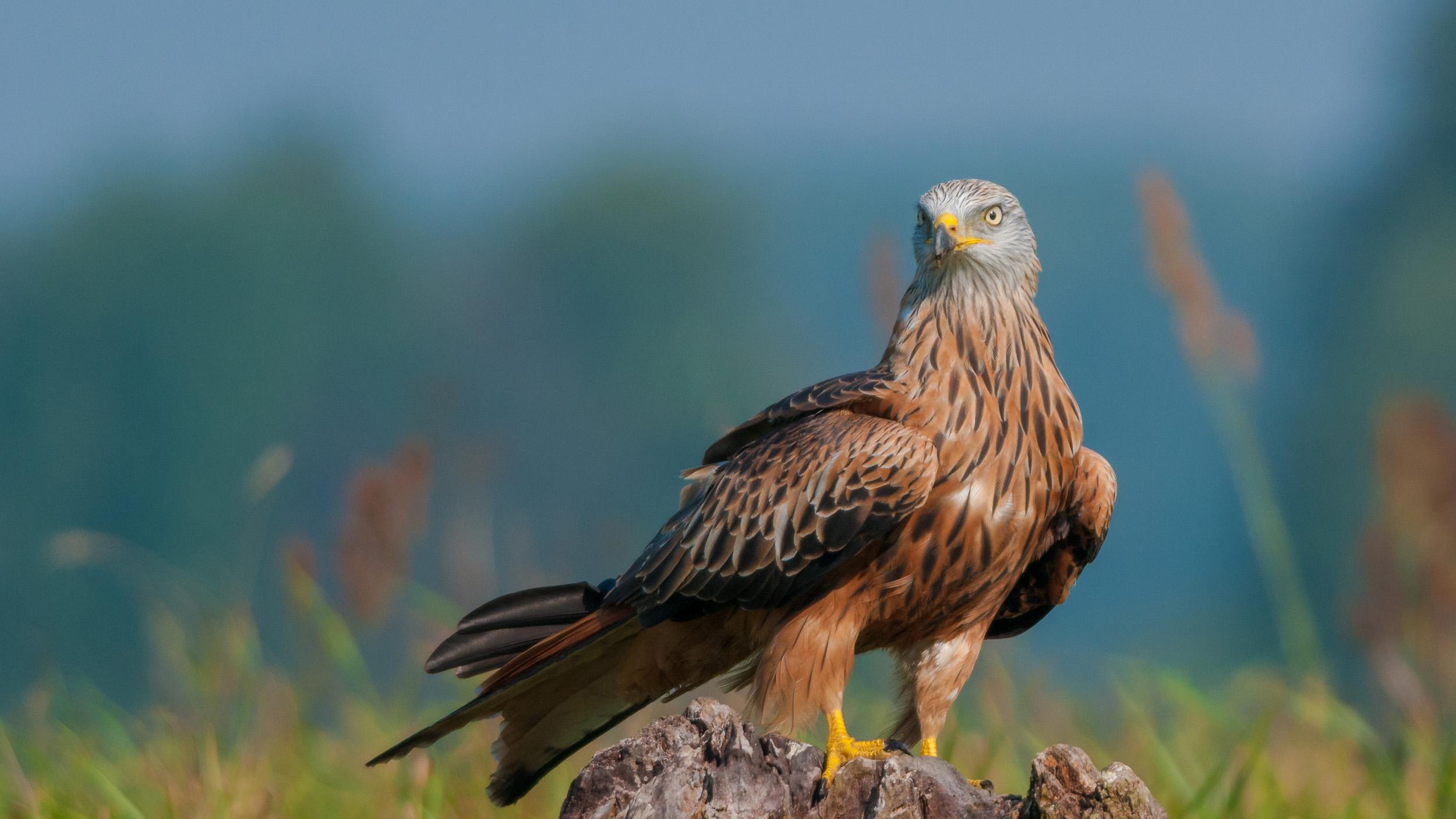 Red Kite Bird Facts Milvus Milvus