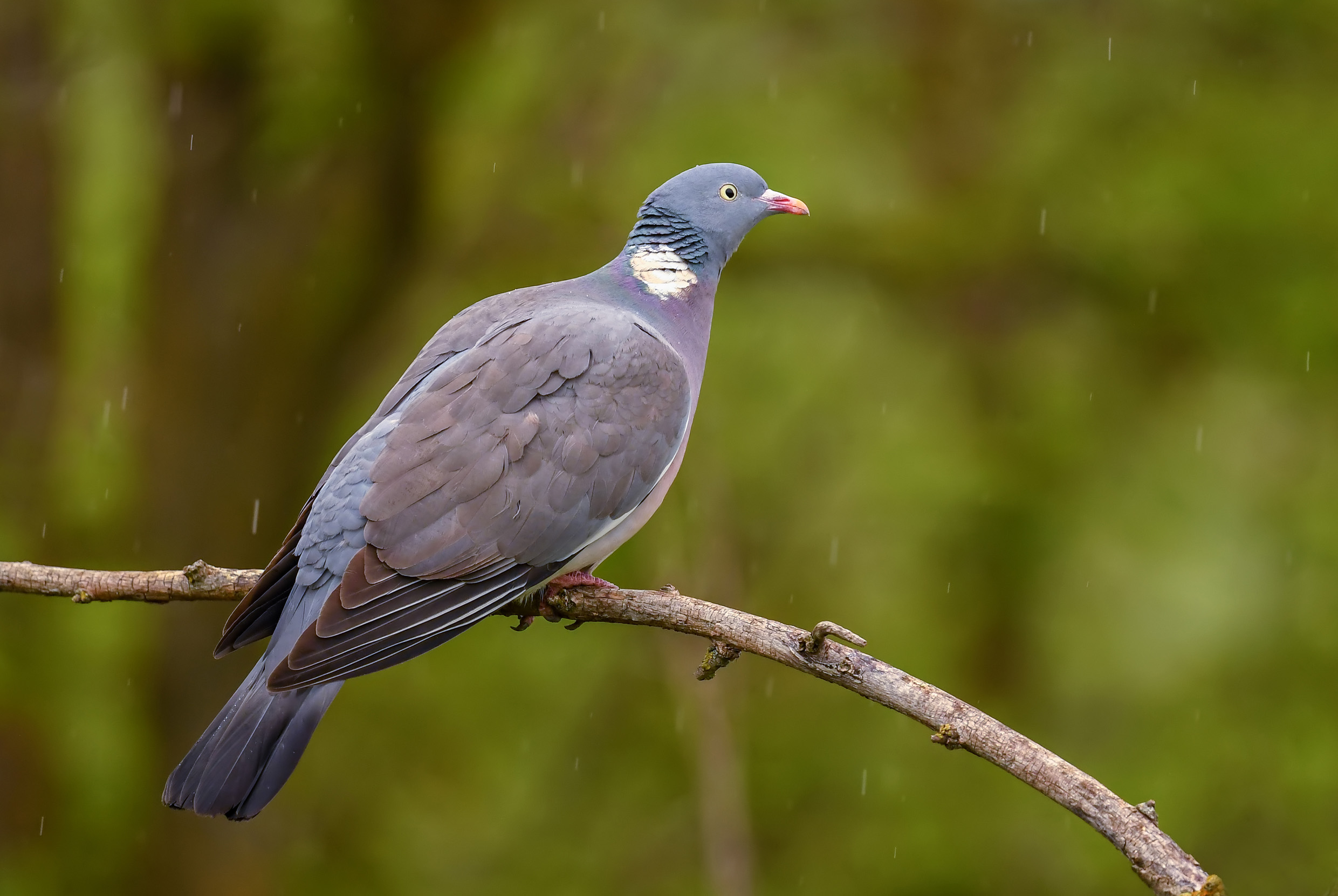 A lone Woodpigeon perched on a branch in the rain.