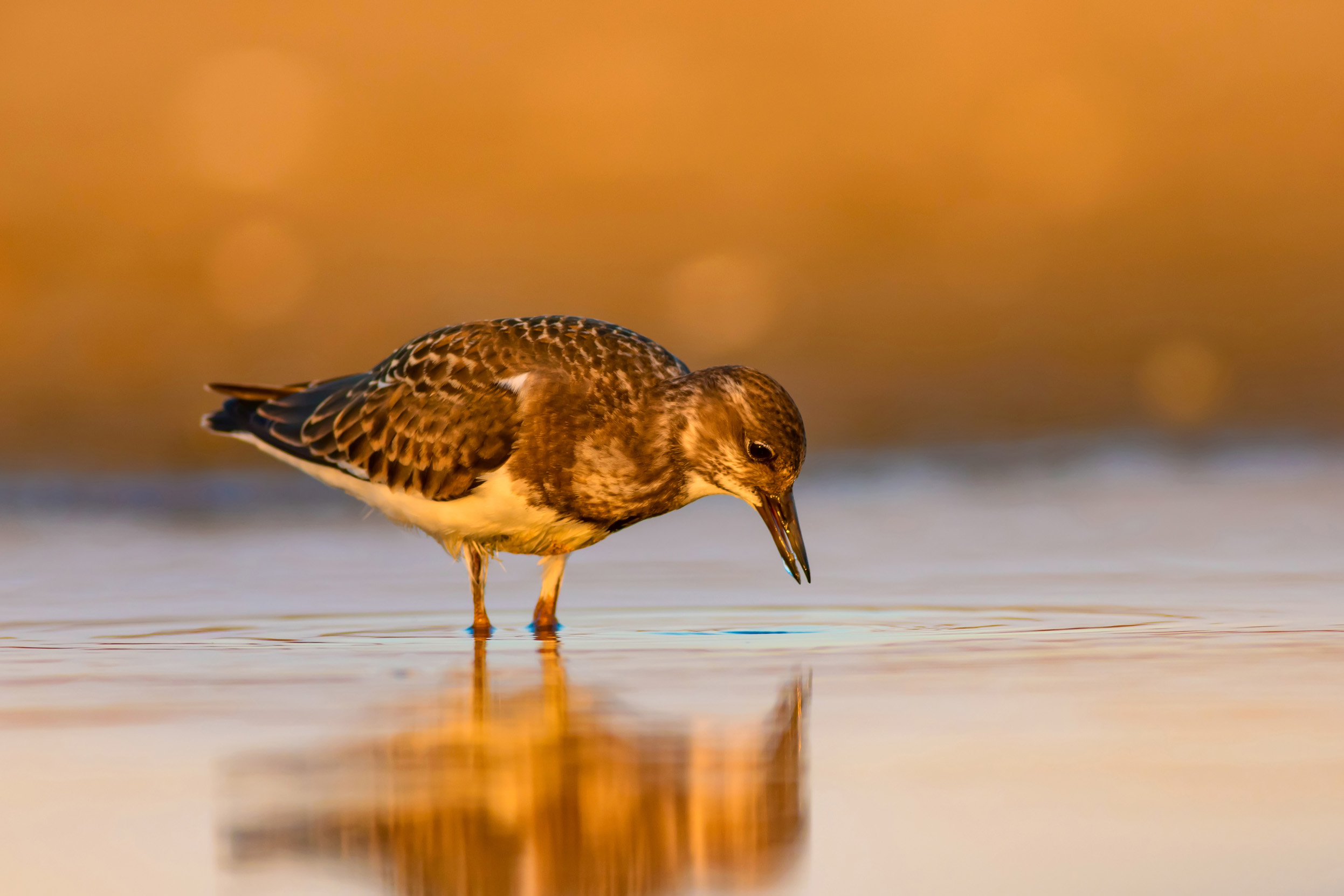 A lone Turnstone in winter plumage looking for food in shallow waters.