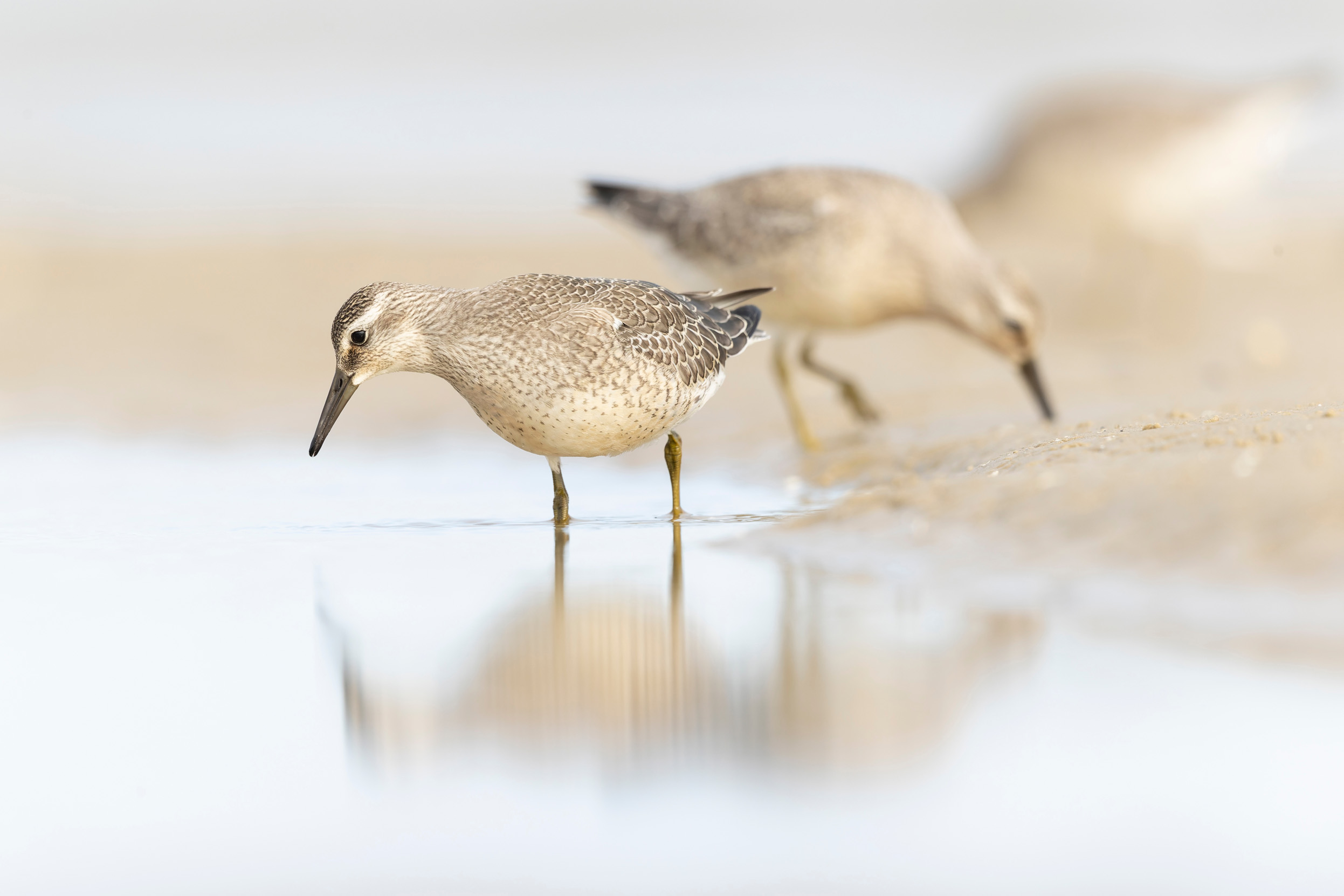 A pair of Red Knots in winter plumage hunting in shallow water.
