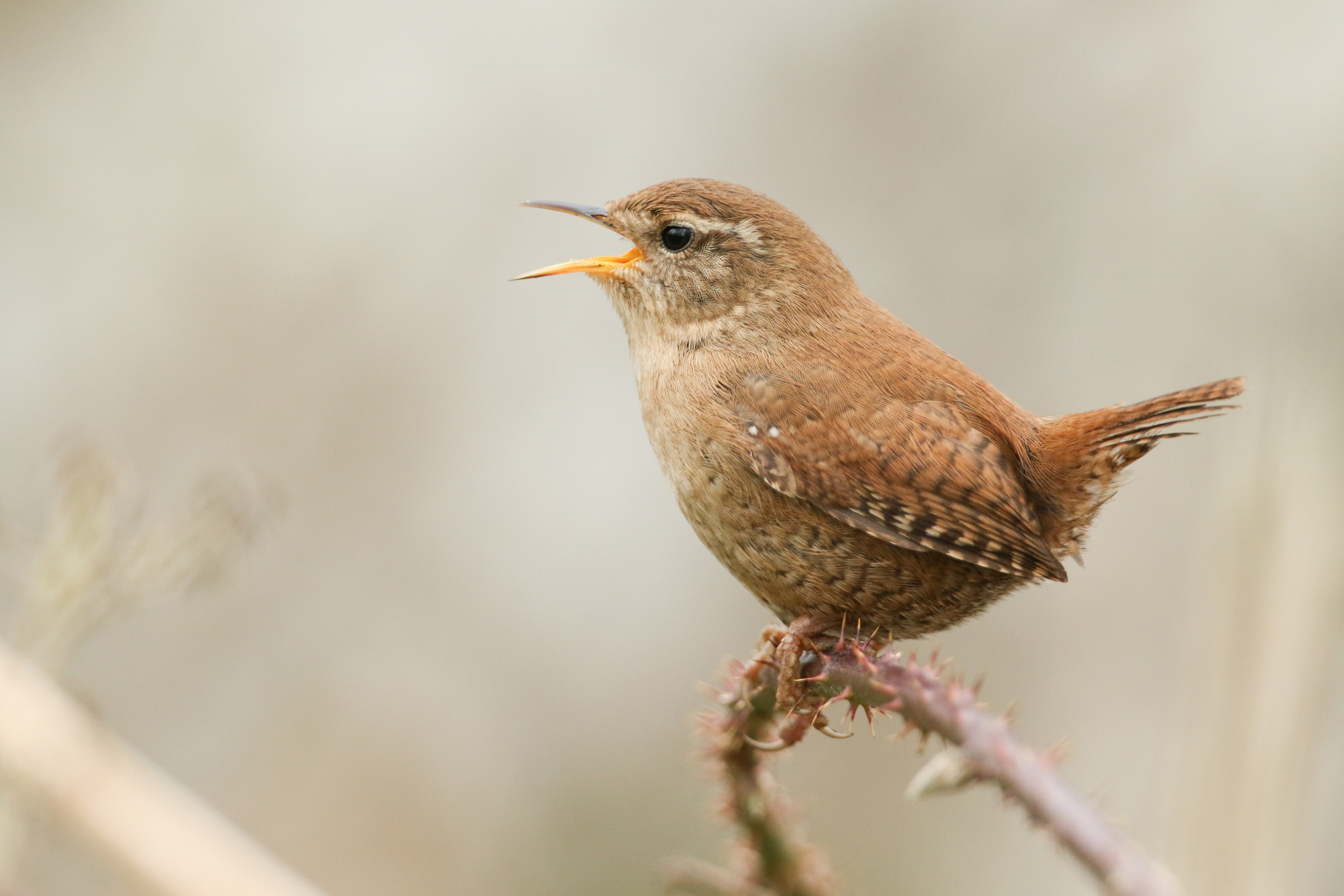 A close up view of a Wren singing on a thorn covered branch.