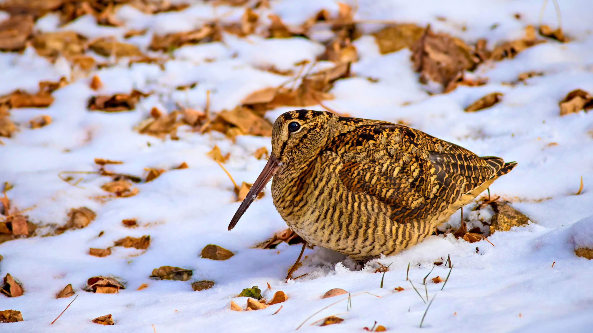 A lone Woodcock perched in the snow surrounded by dried yellow and brown leaves.