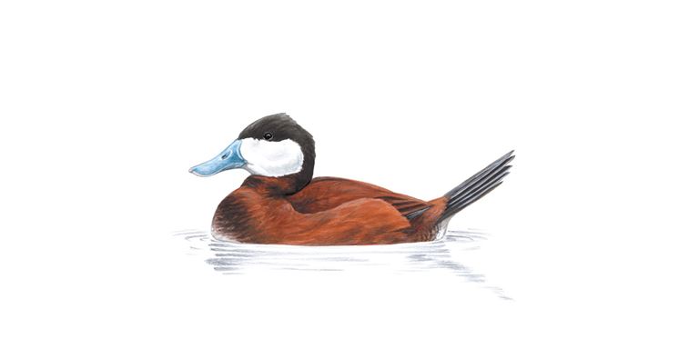 An illustration of Ruddy Duck.