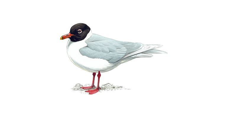 An illustration of a Mediterranean Gull.