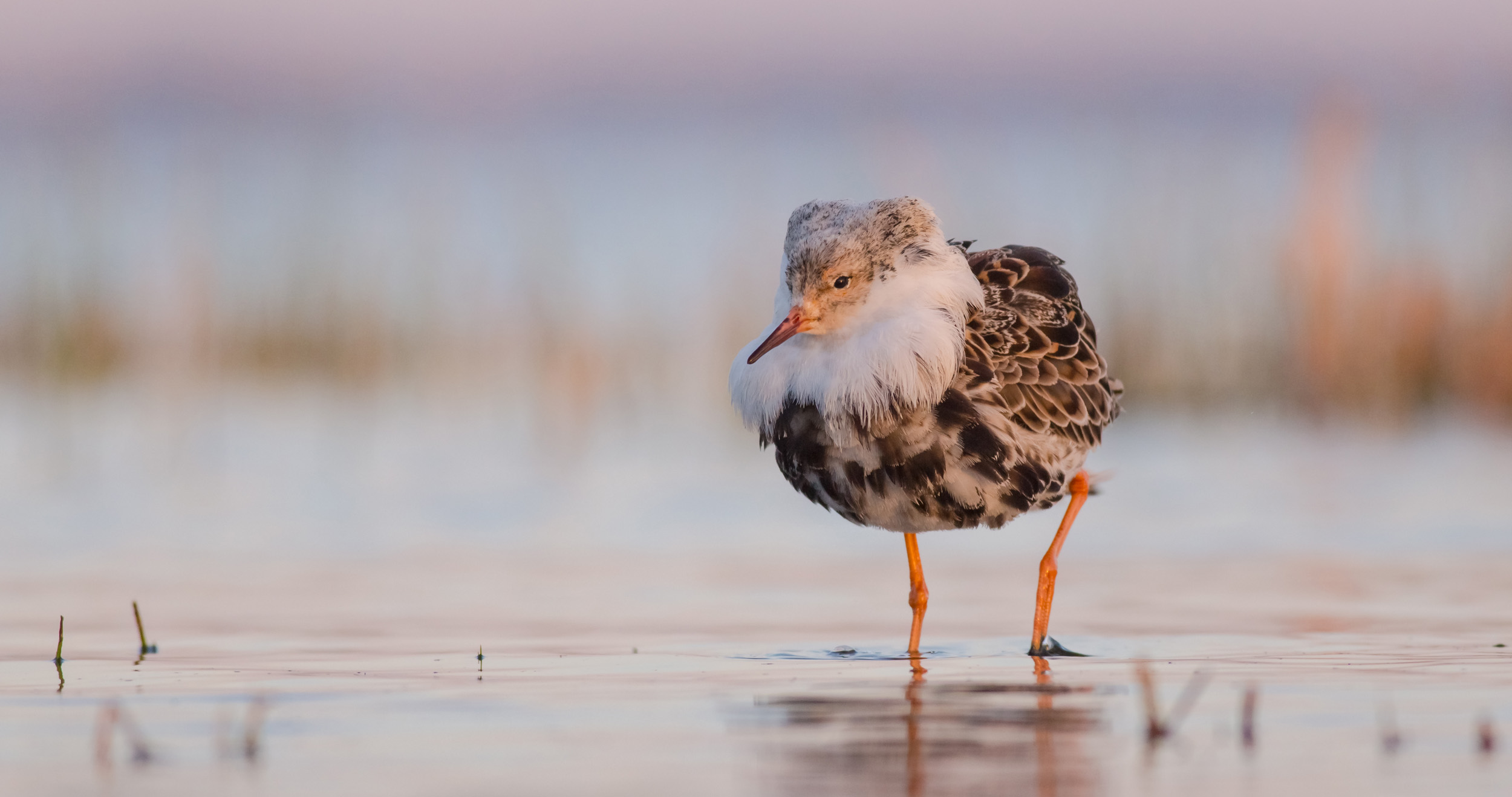 A male Ruff with ruffed up feathers walking in shallow waters.