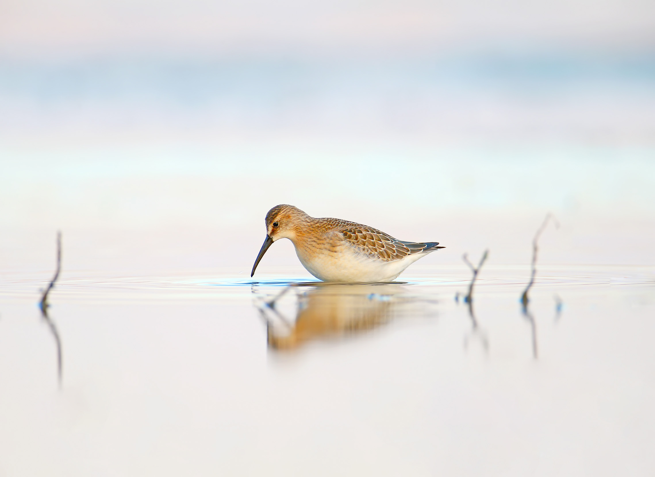 A Curlew Sandpiper stood in the water of the estuary in the soft morning light.