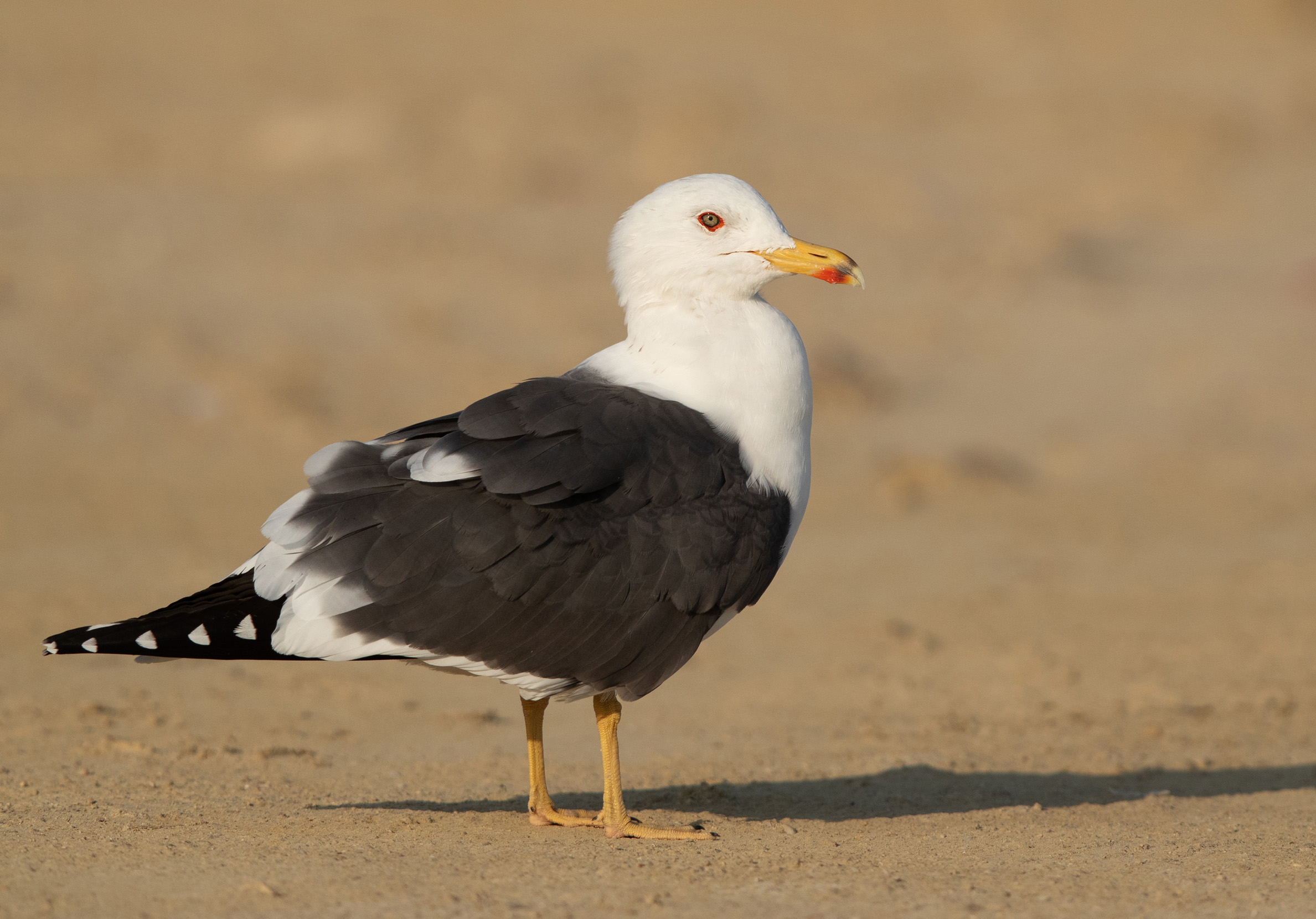 A Lesser Black-backed Gull stood on a sandy floor looking off to the side.