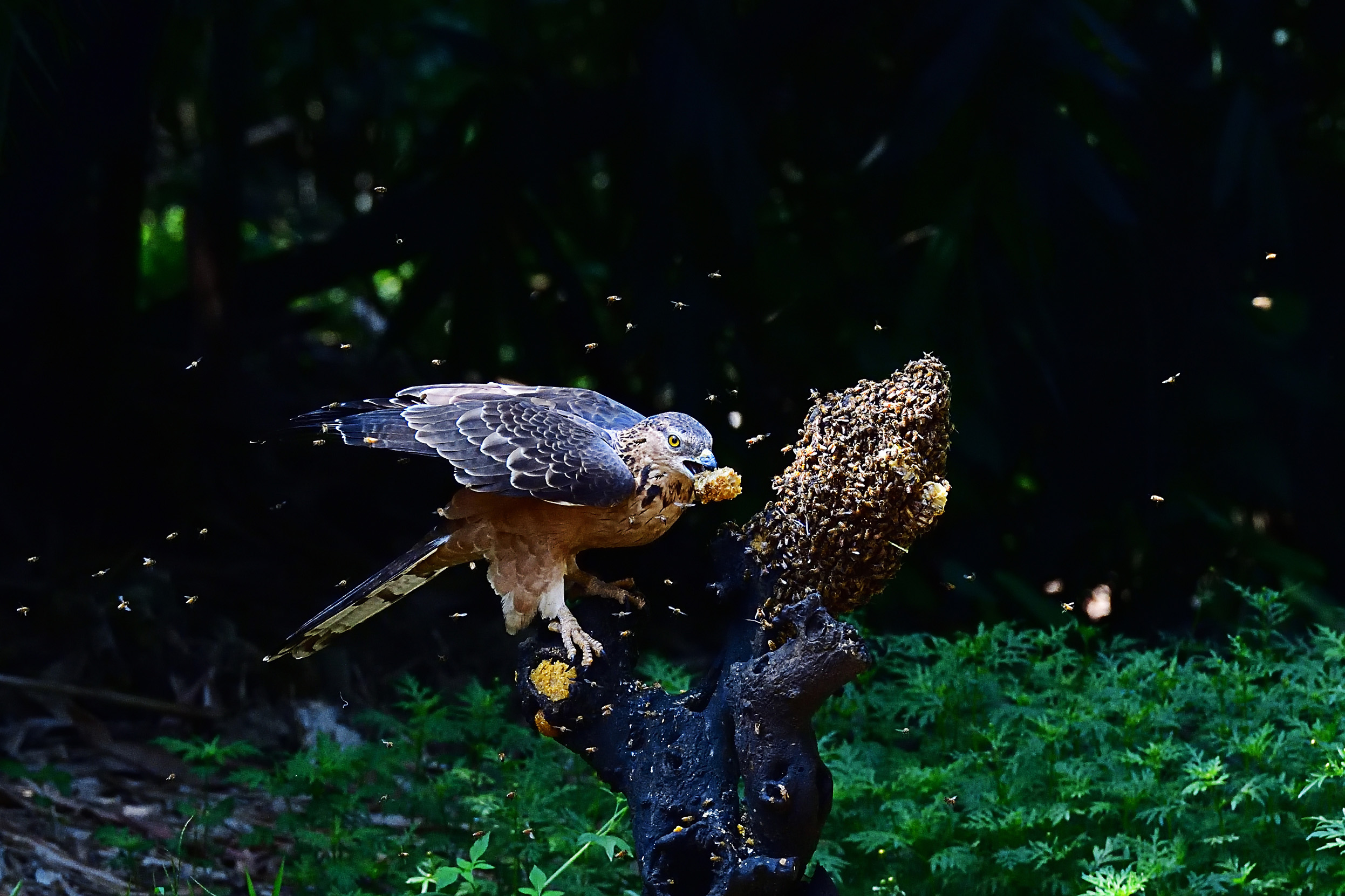 A male Honey Buzzard eating honey from bees nest.