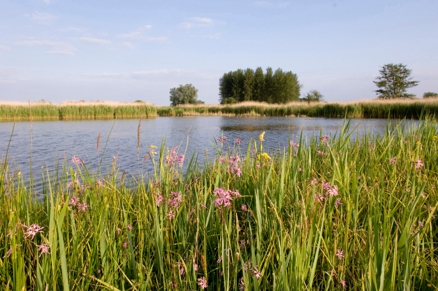 A view of Boomacre Mere at Minsmere surrounded by reedbeds and pink flowers.