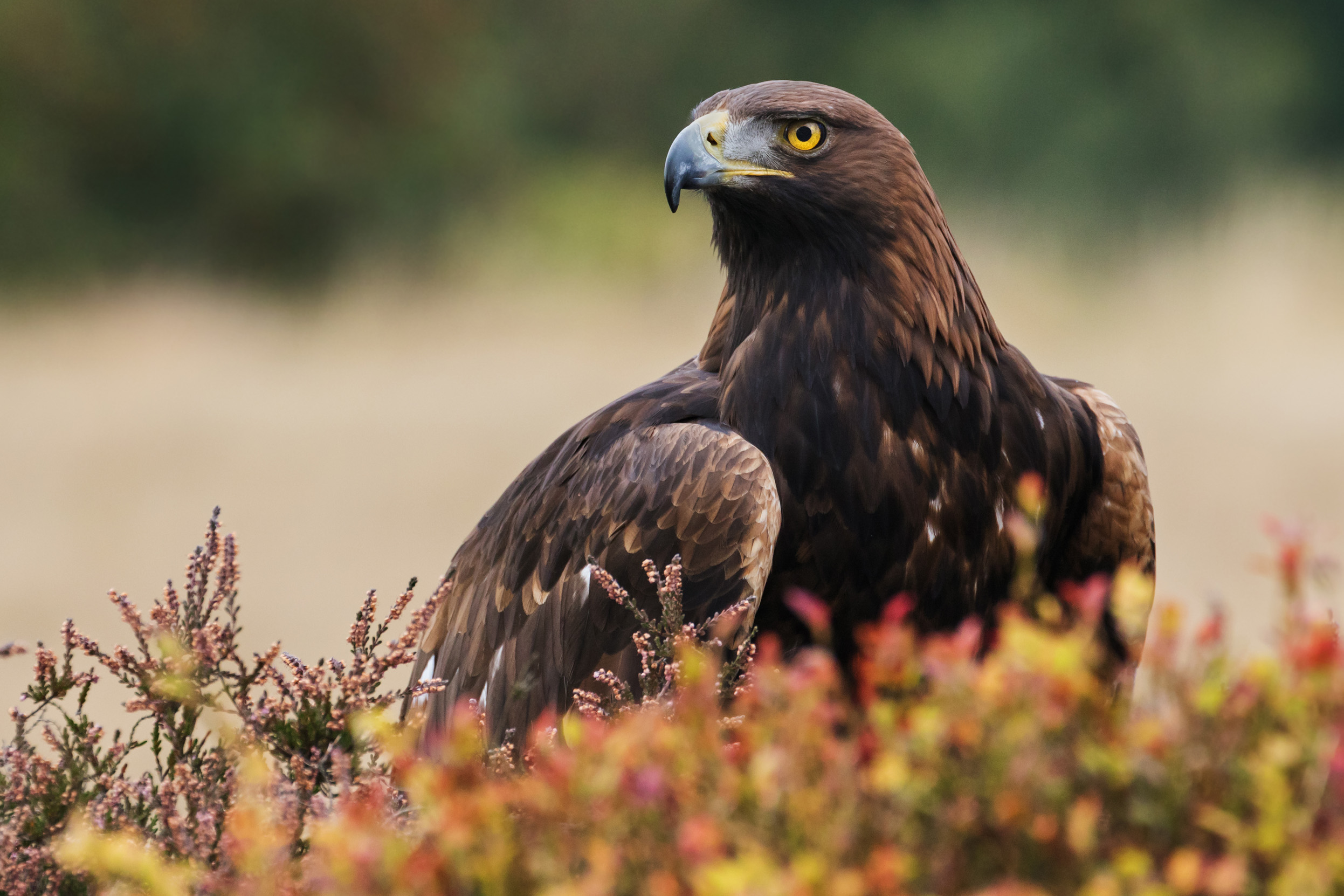 A lone Golden Eagle sat in moorland.