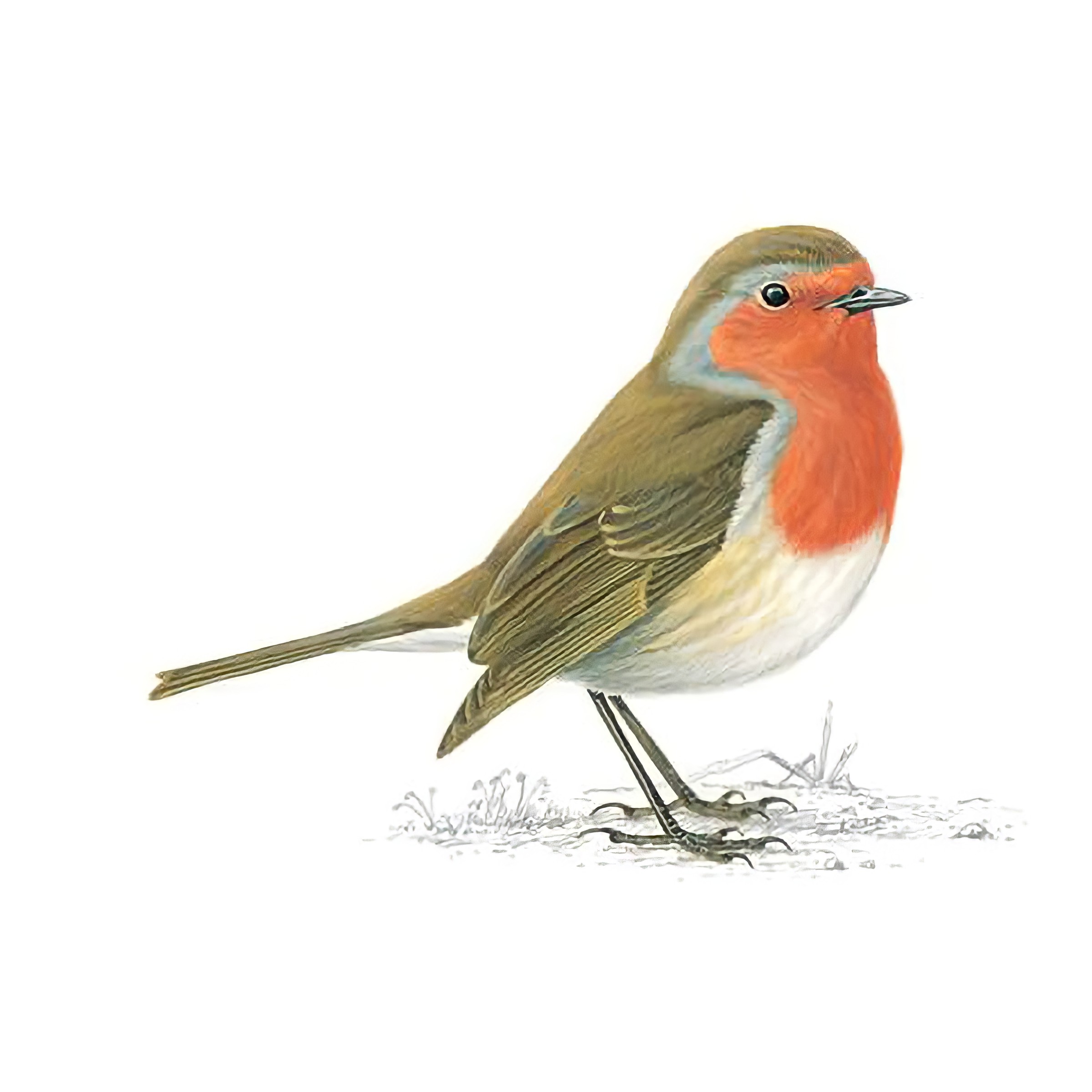 The Robin – Britain's Favourite Bird
