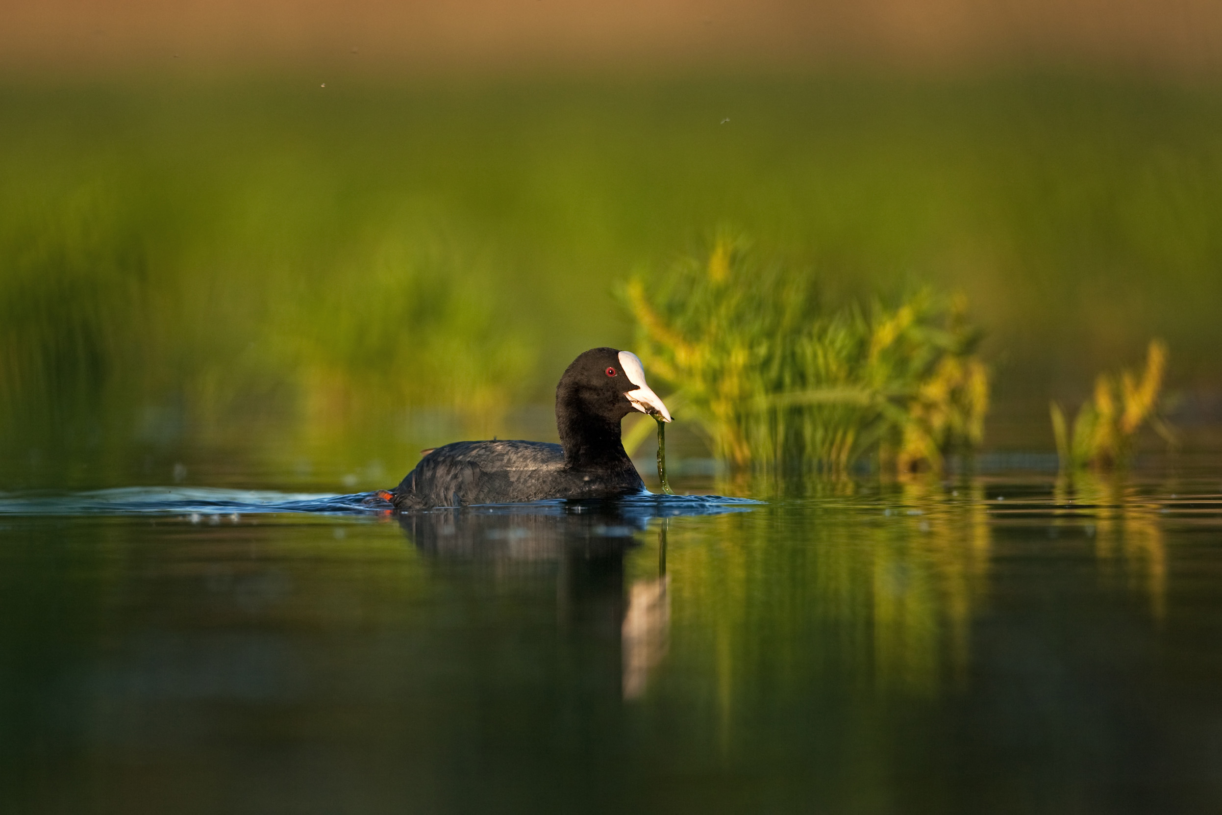 A lone Coot swimming on a body of water surrounded by reeds.