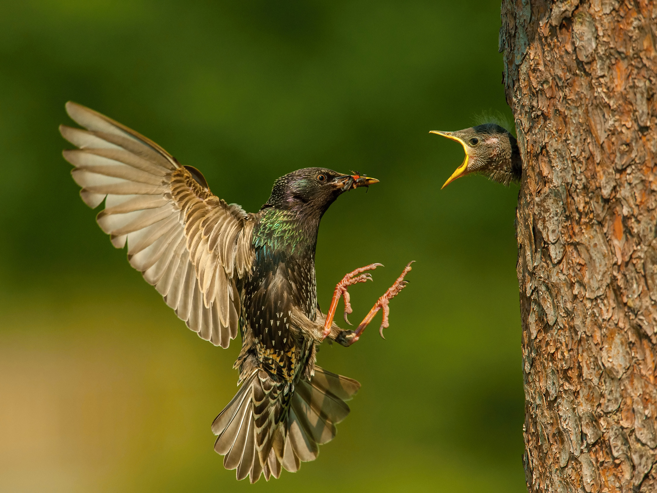 An adult Starling feeding their chick. 