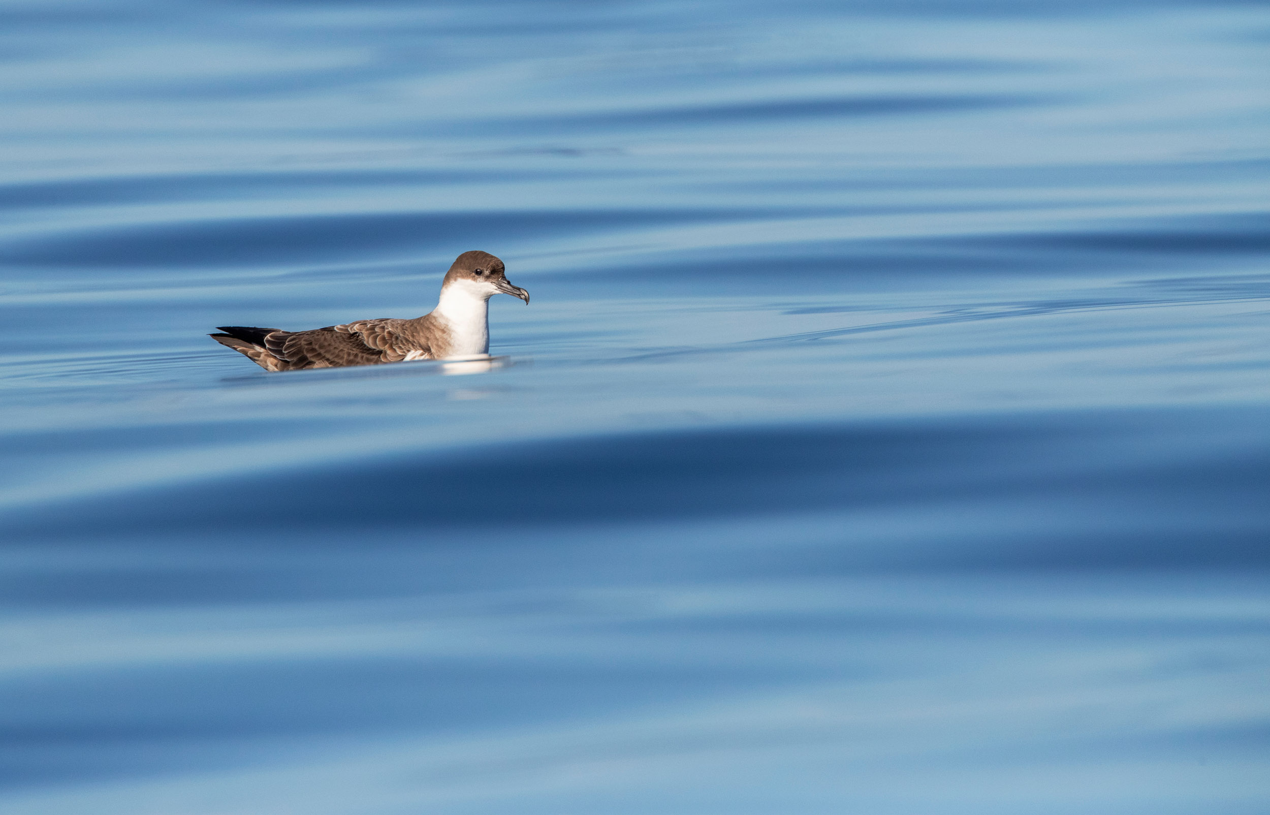 A Great Shearwater floating on a slightly wavy blue sea.